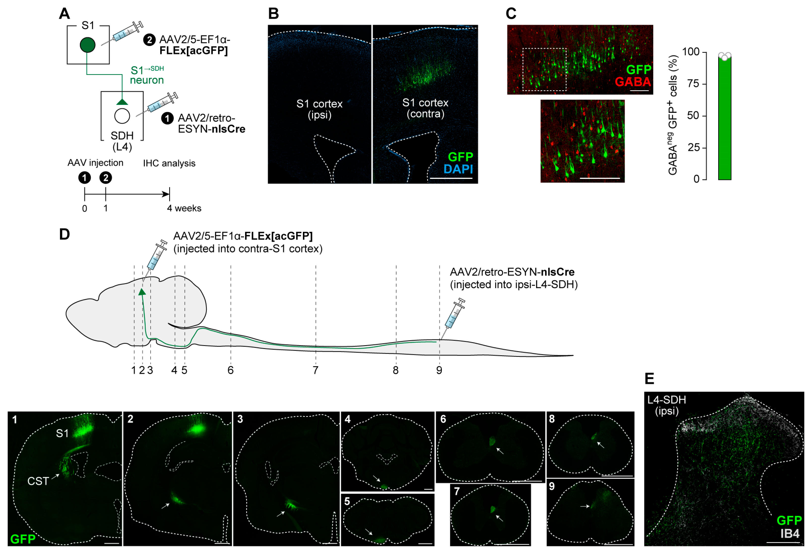 Cells 14 01870 g001