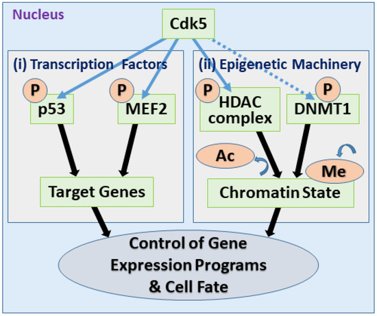 The Duality of Cdk5: A Master Regulator in Neurodevelopment and a