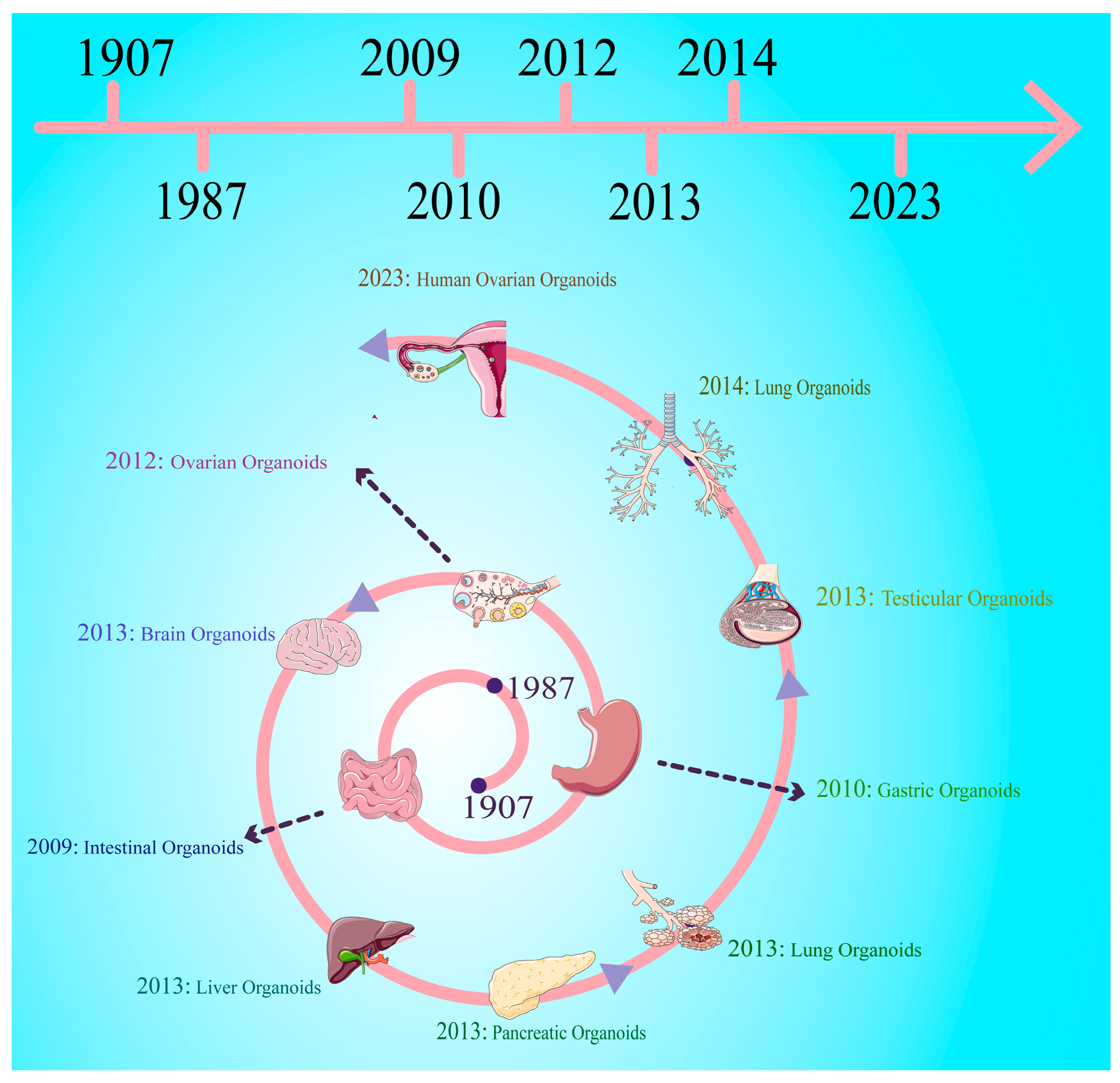 Cells 14 01898 g001 Cells 14 01898 g001