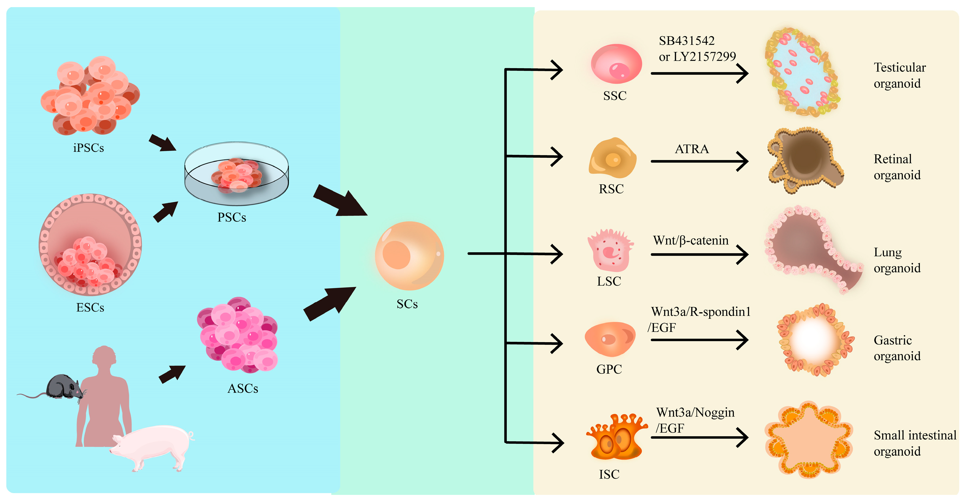 Cells 14 01898 g002 Cells 14 01898 g002