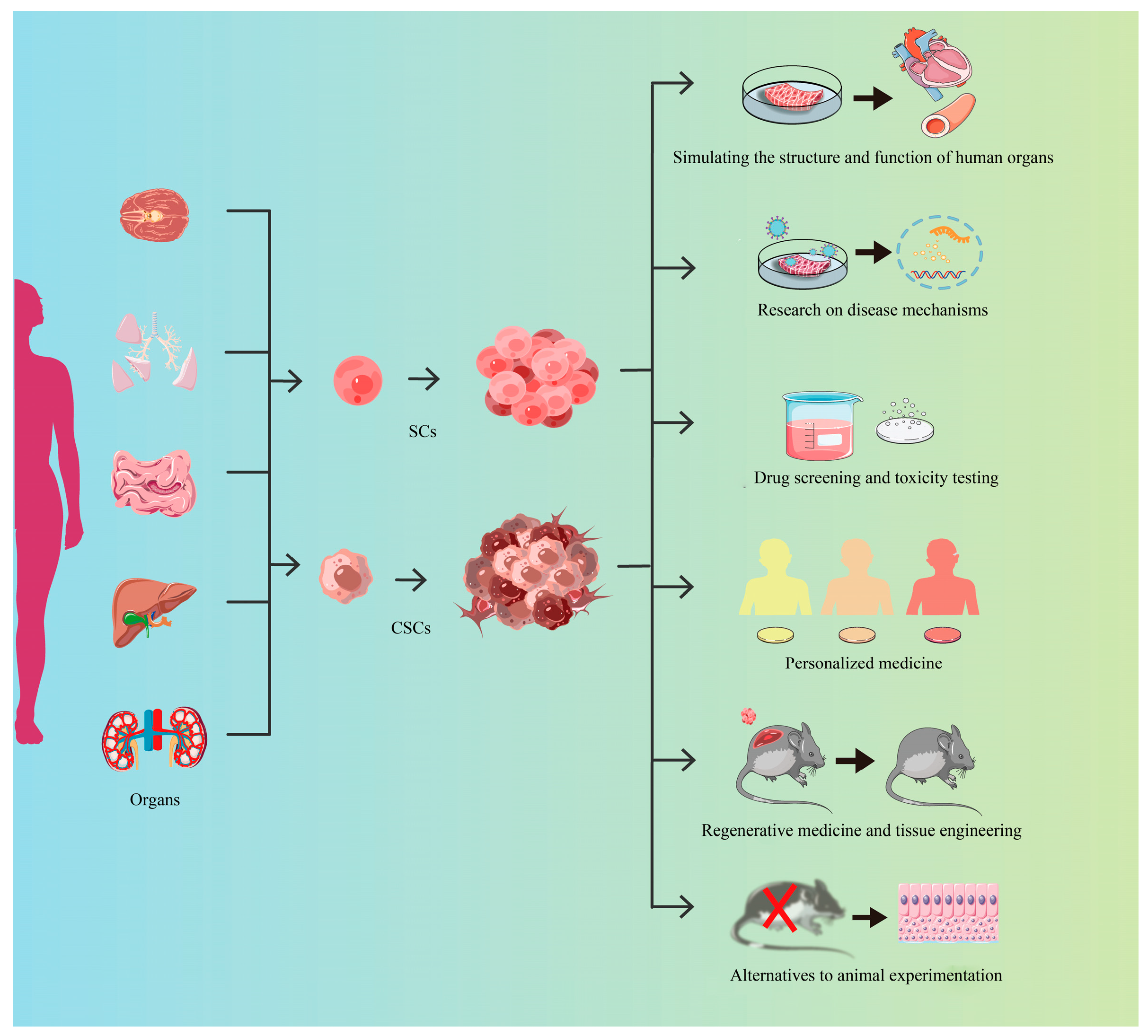 Cells 14 01898 g003 Cells 14 01898 g003