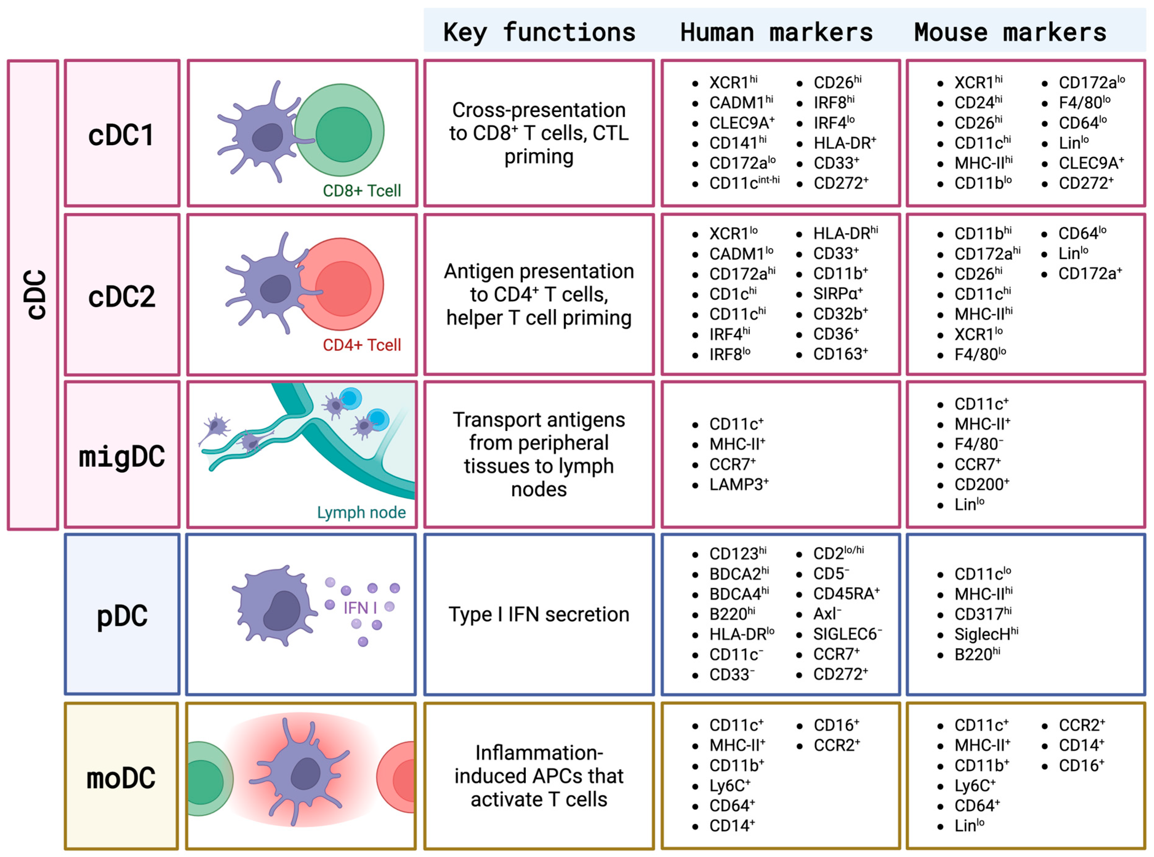 Cells 14 01900 g001 Cells 14 01900 g001