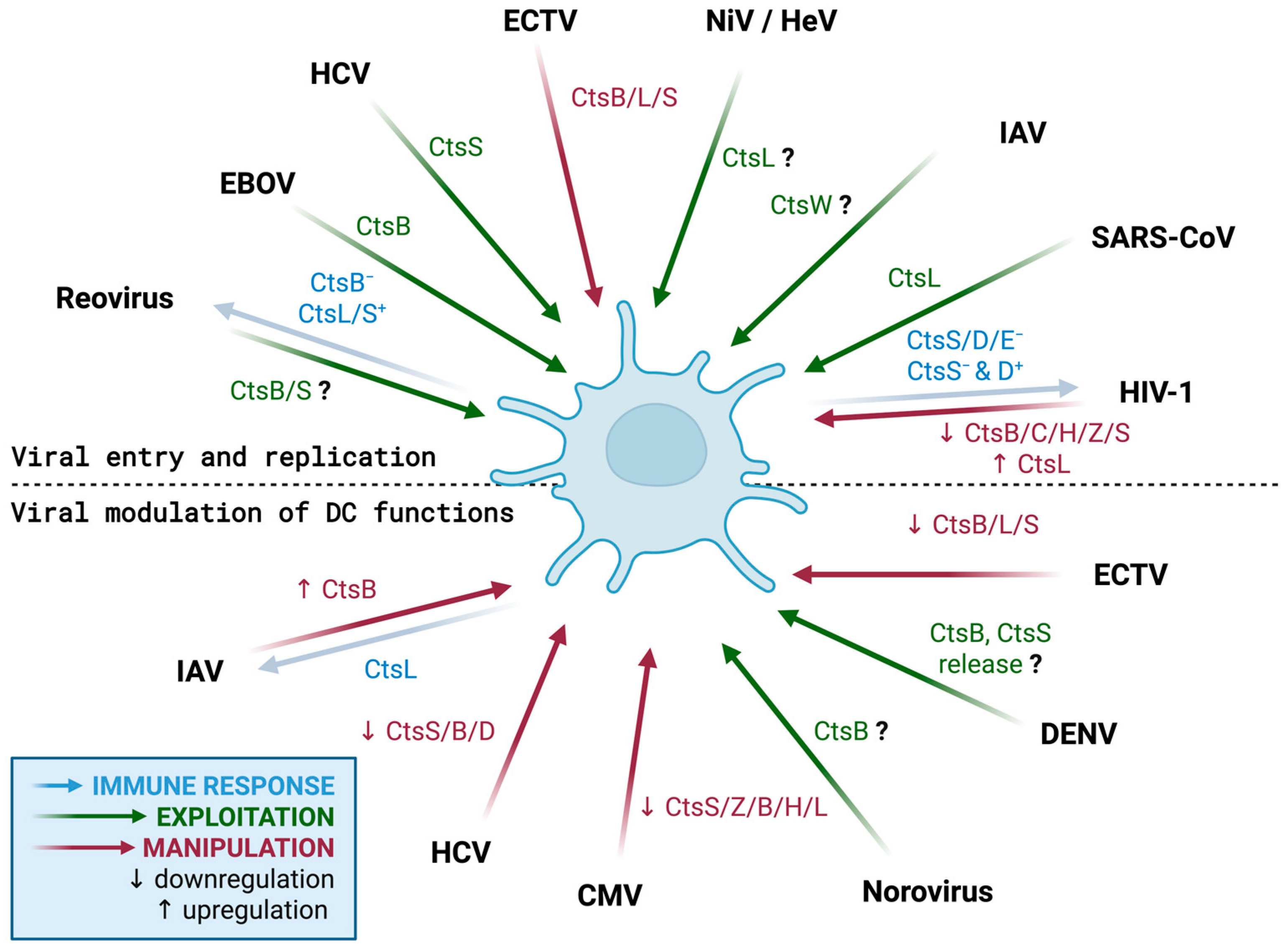 Cells 14 01900 g003 Cells 14 01900 g003