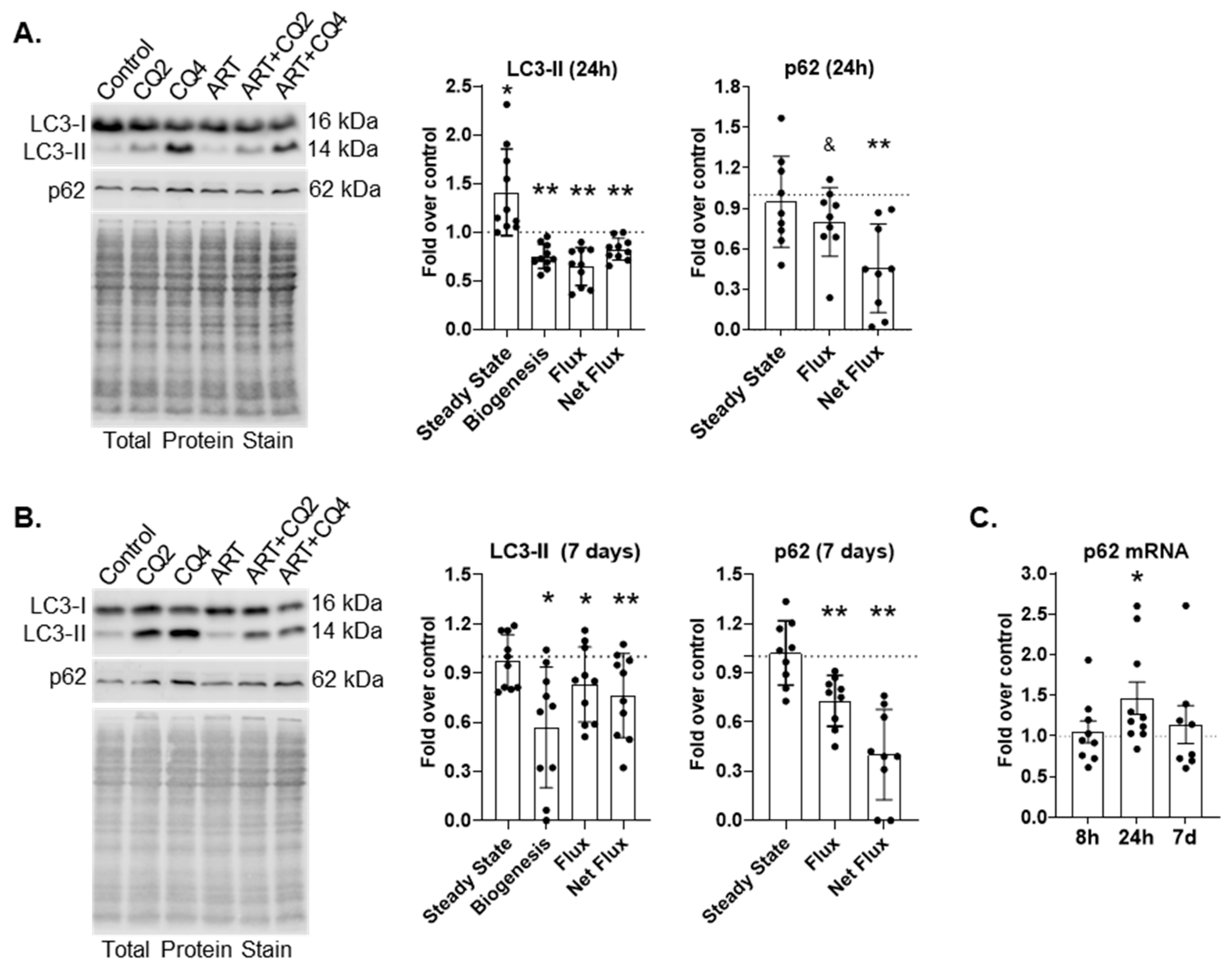 Cells 14 01904 g001