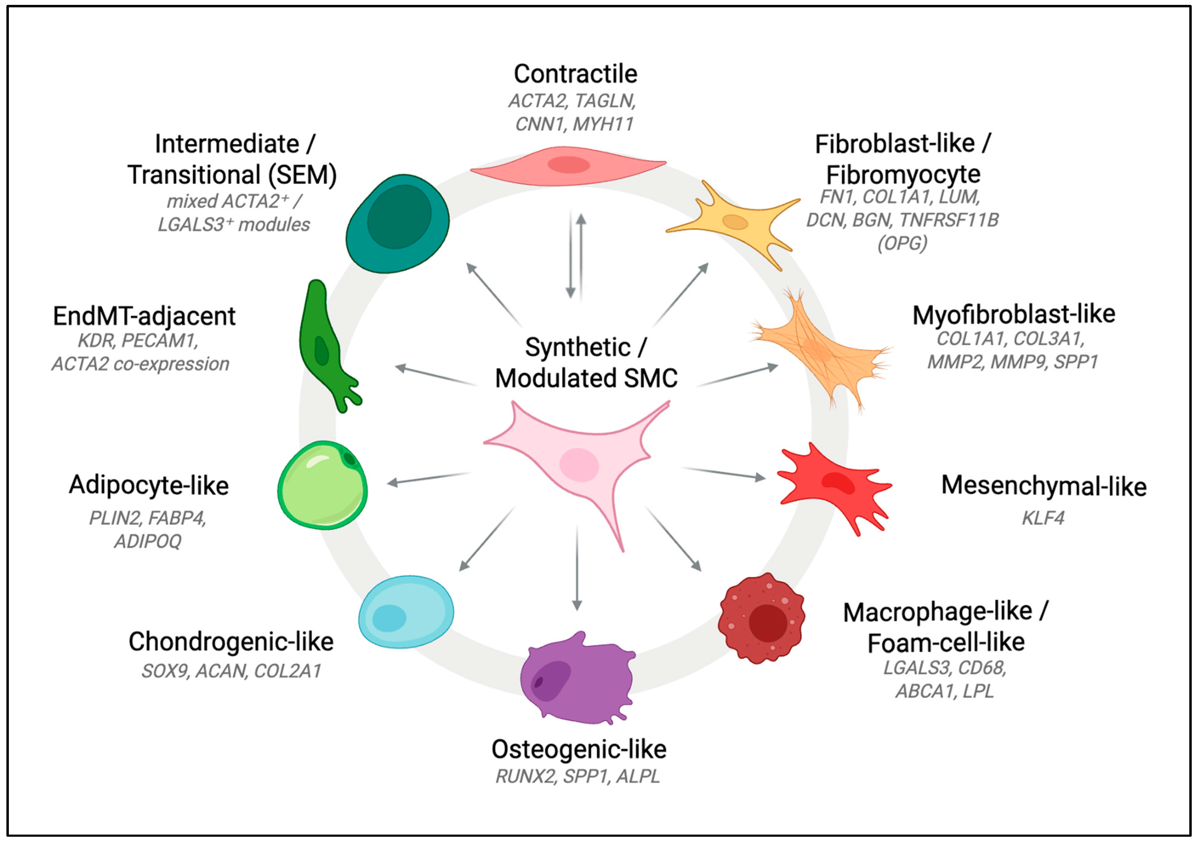 Cells 14 01913 g001 Cells 14 01913 g001