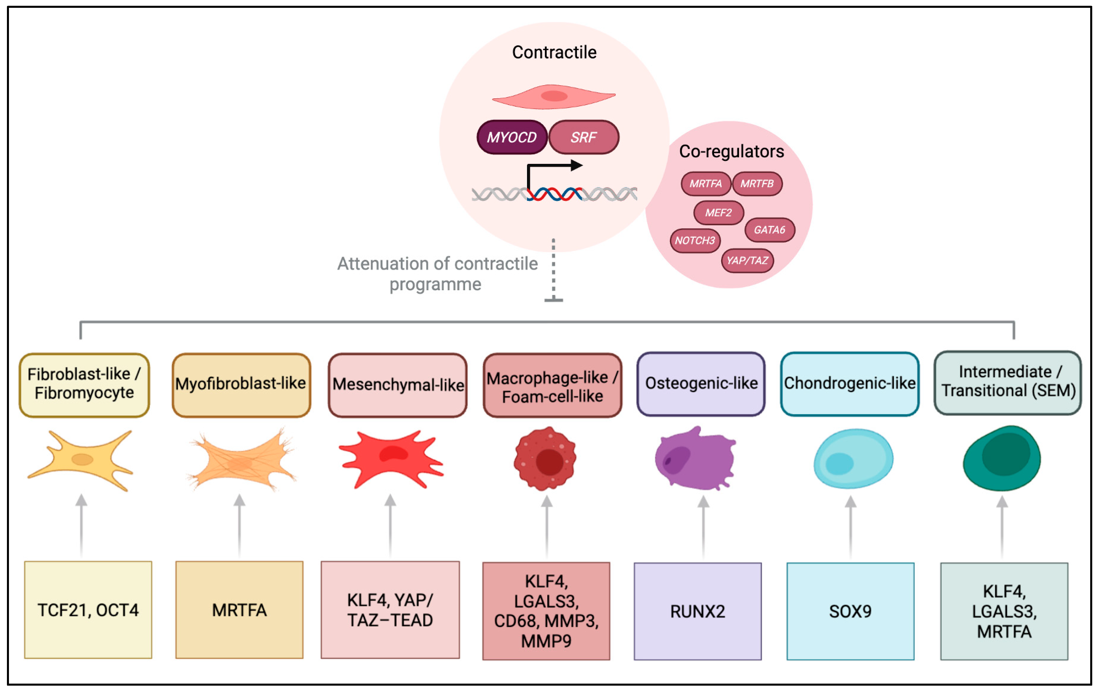 Cells 14 01913 g002 Cells 14 01913 g002