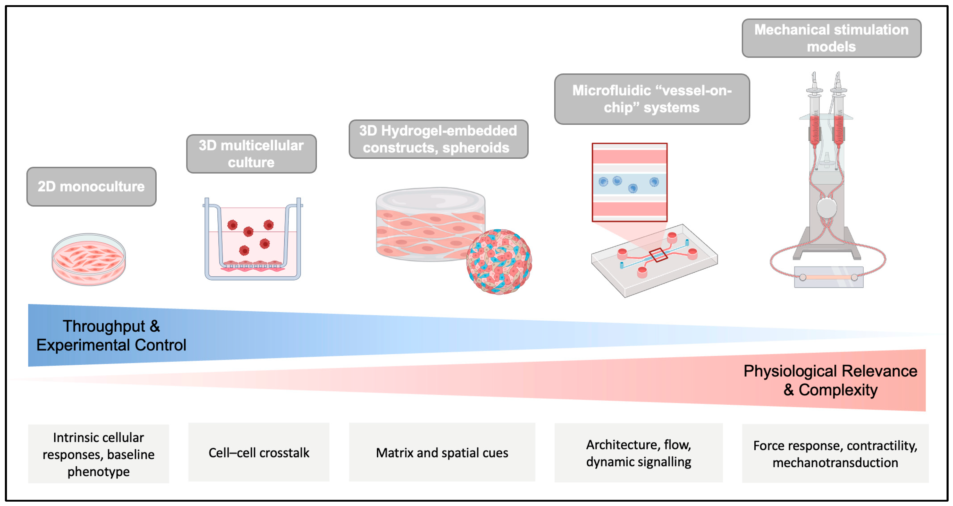 Cells 14 01913 g003 Cells 14 01913 g003