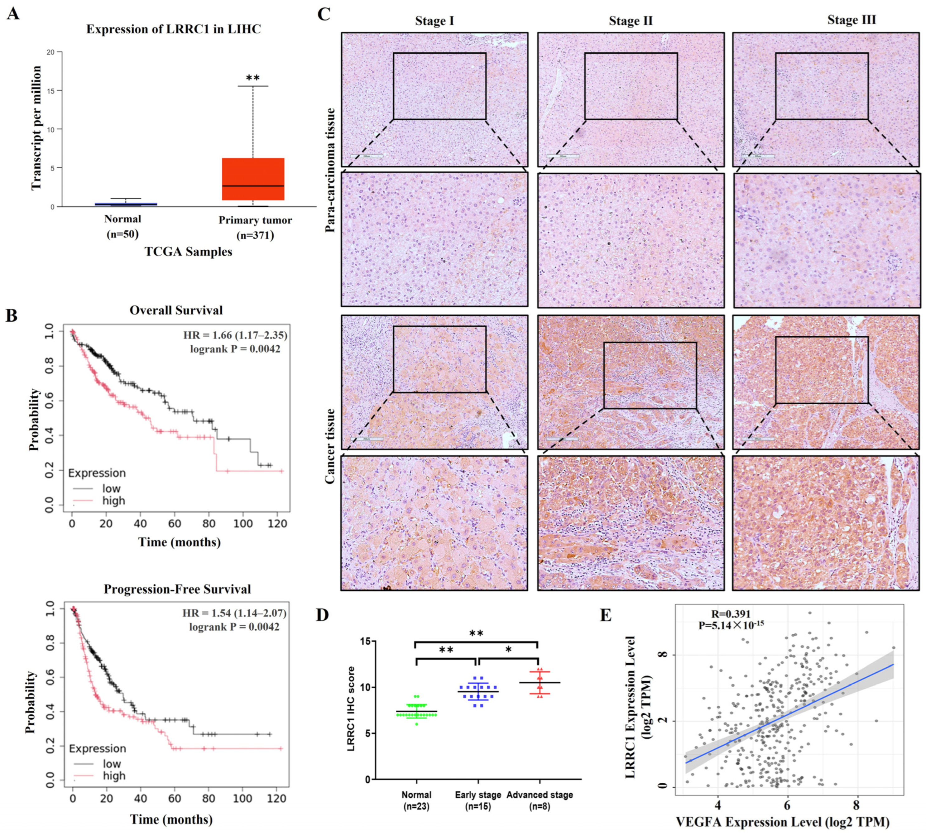Cells 14 01919 g001 Cells 14 01919 g001