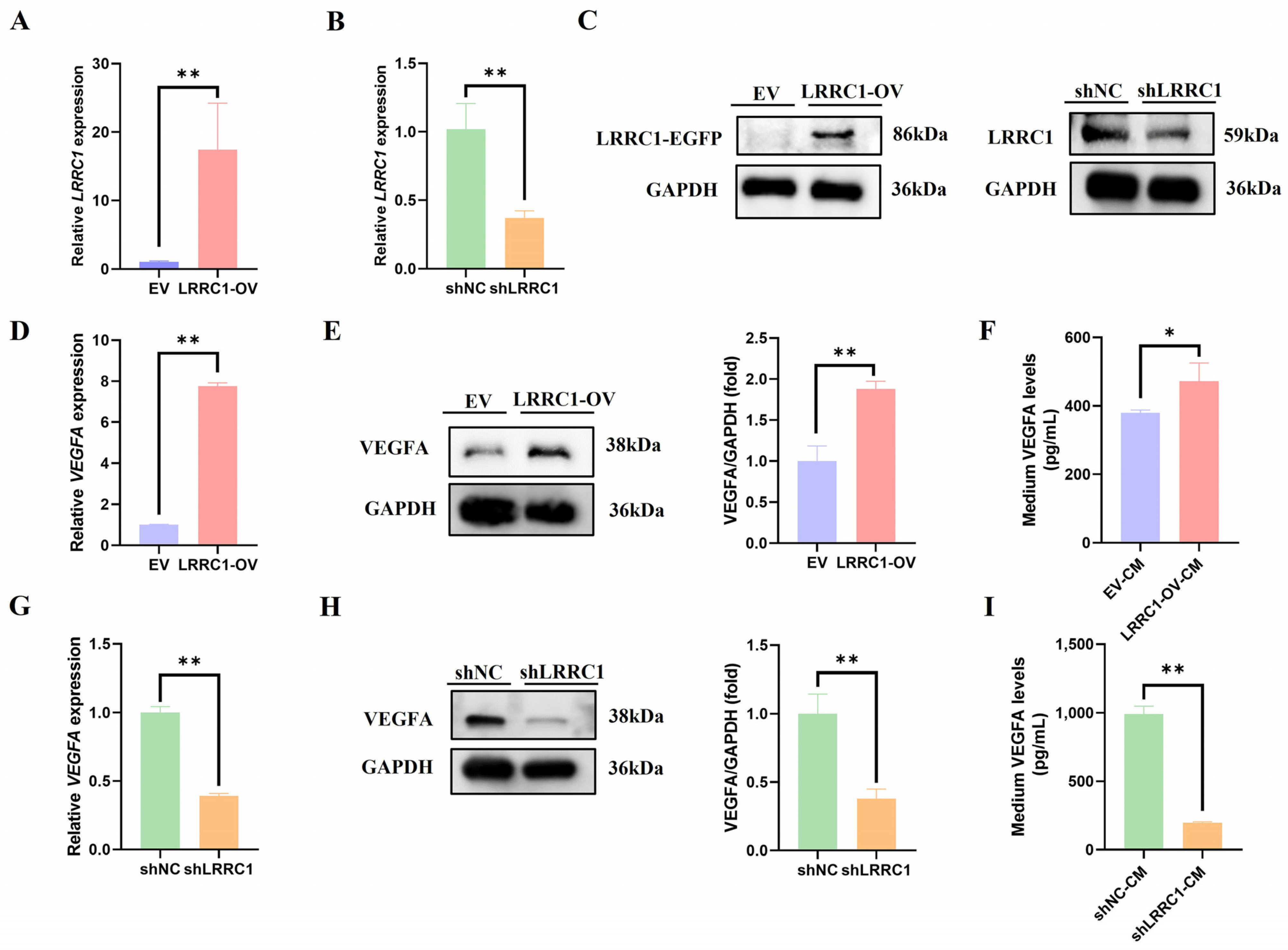 Cells 14 01919 g002 Cells 14 01919 g002