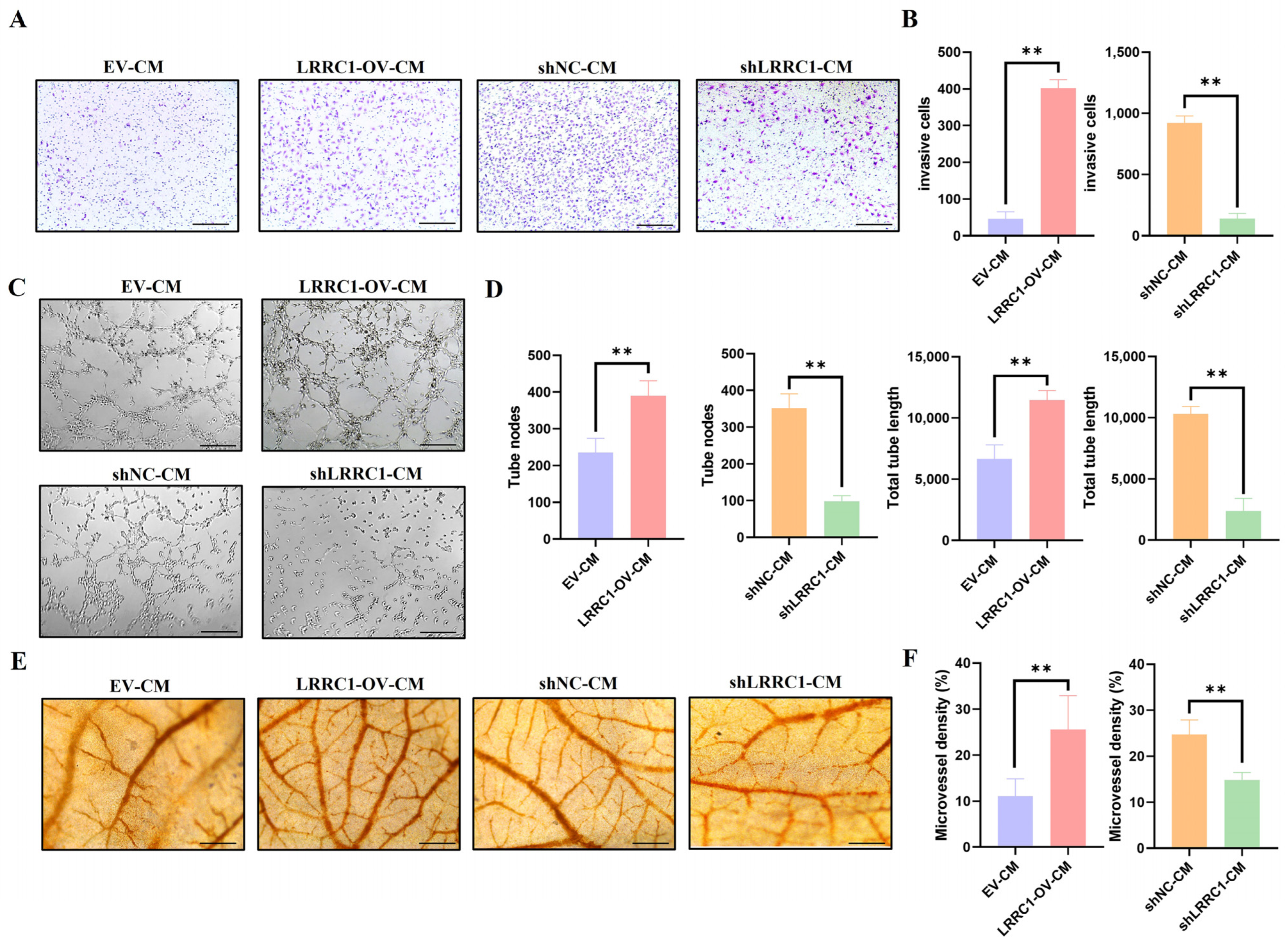 Cells 14 01919 g003 Cells 14 01919 g003