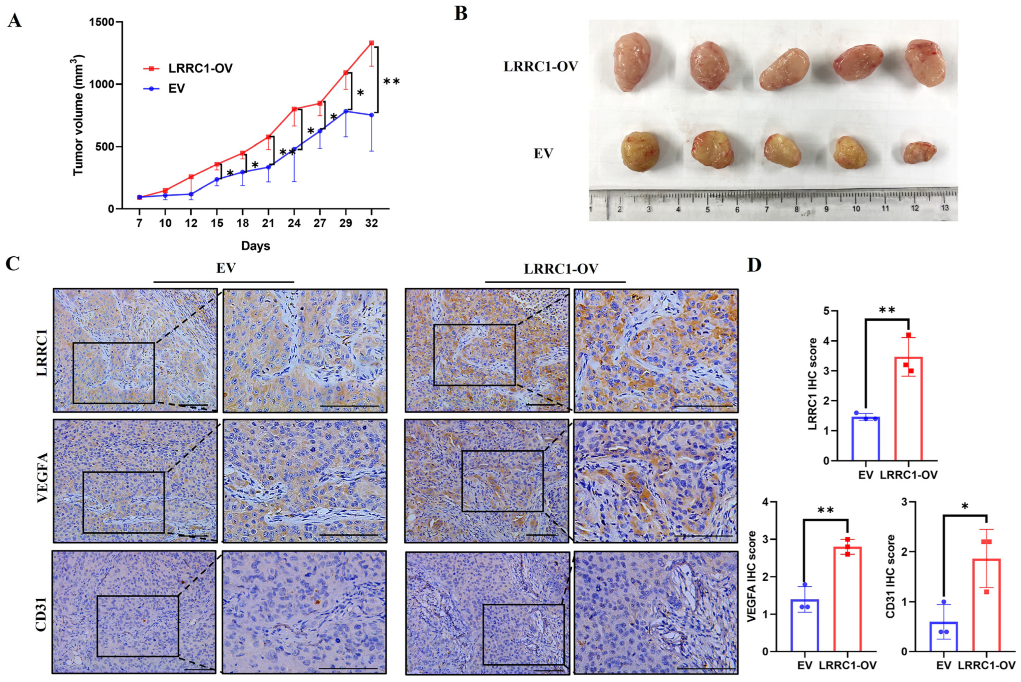 Cells 14 01919 g004 Cells 14 01919 g004