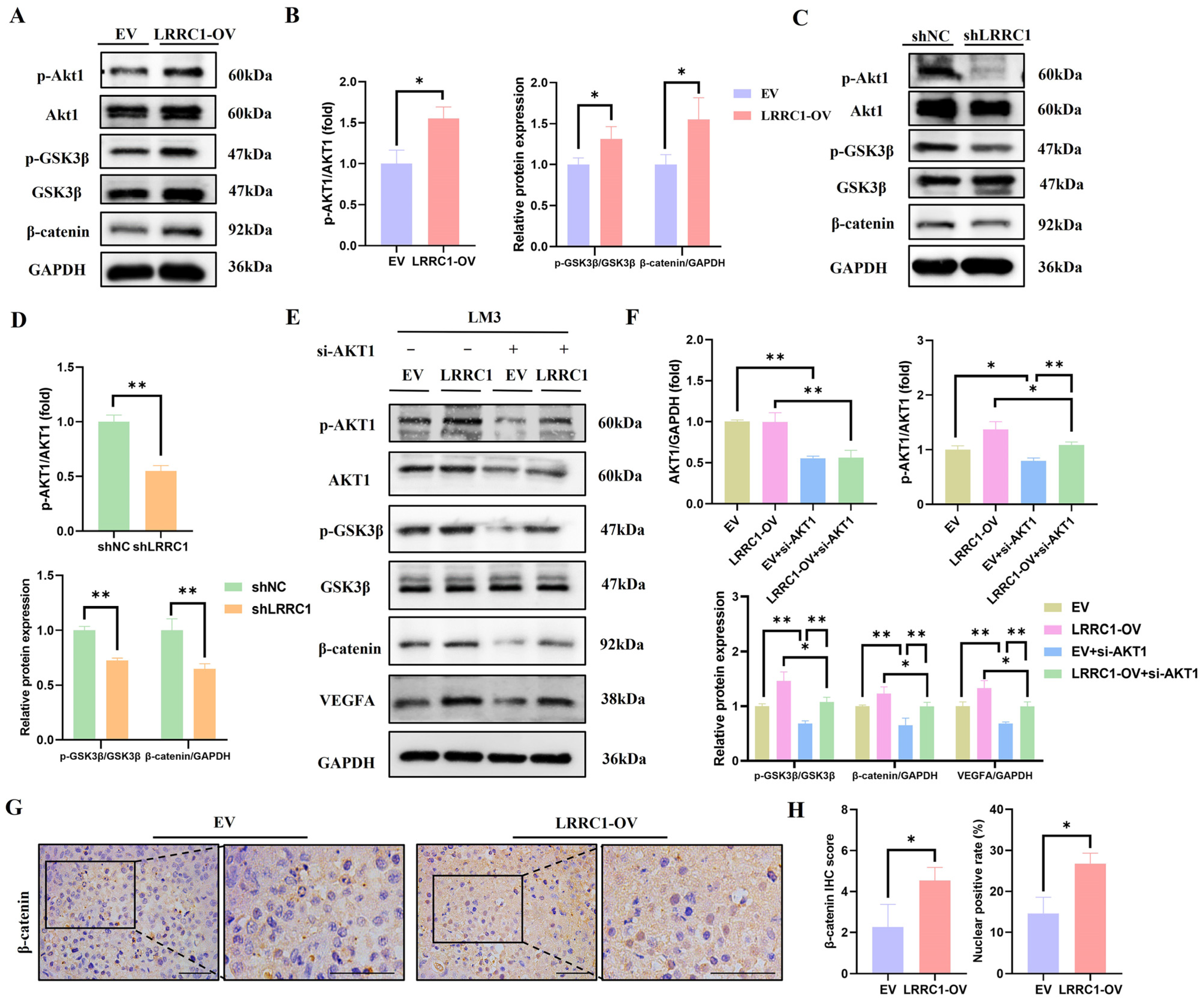 Cells 14 01919 g005 Cells 14 01919 g005