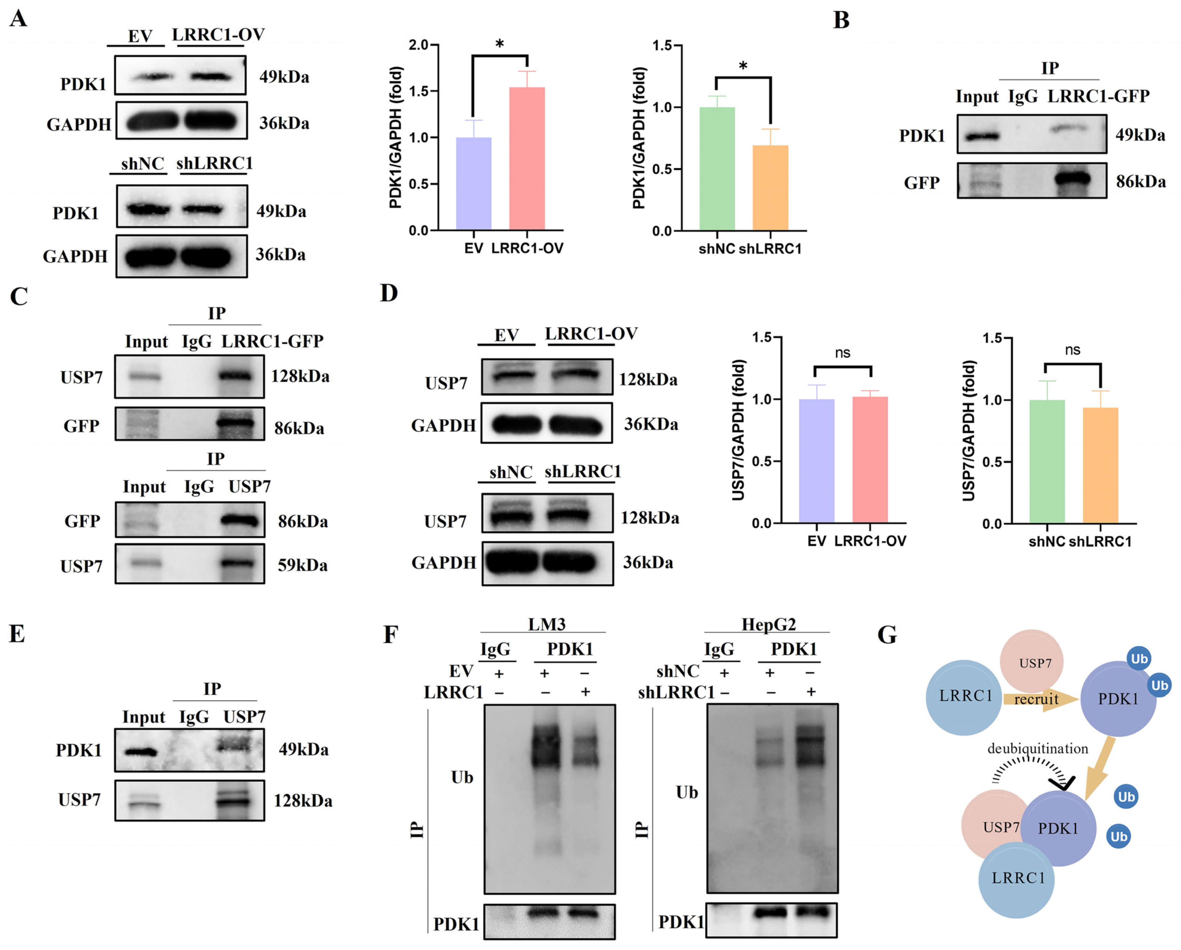 Cells 14 01919 g006 Cells 14 01919 g006