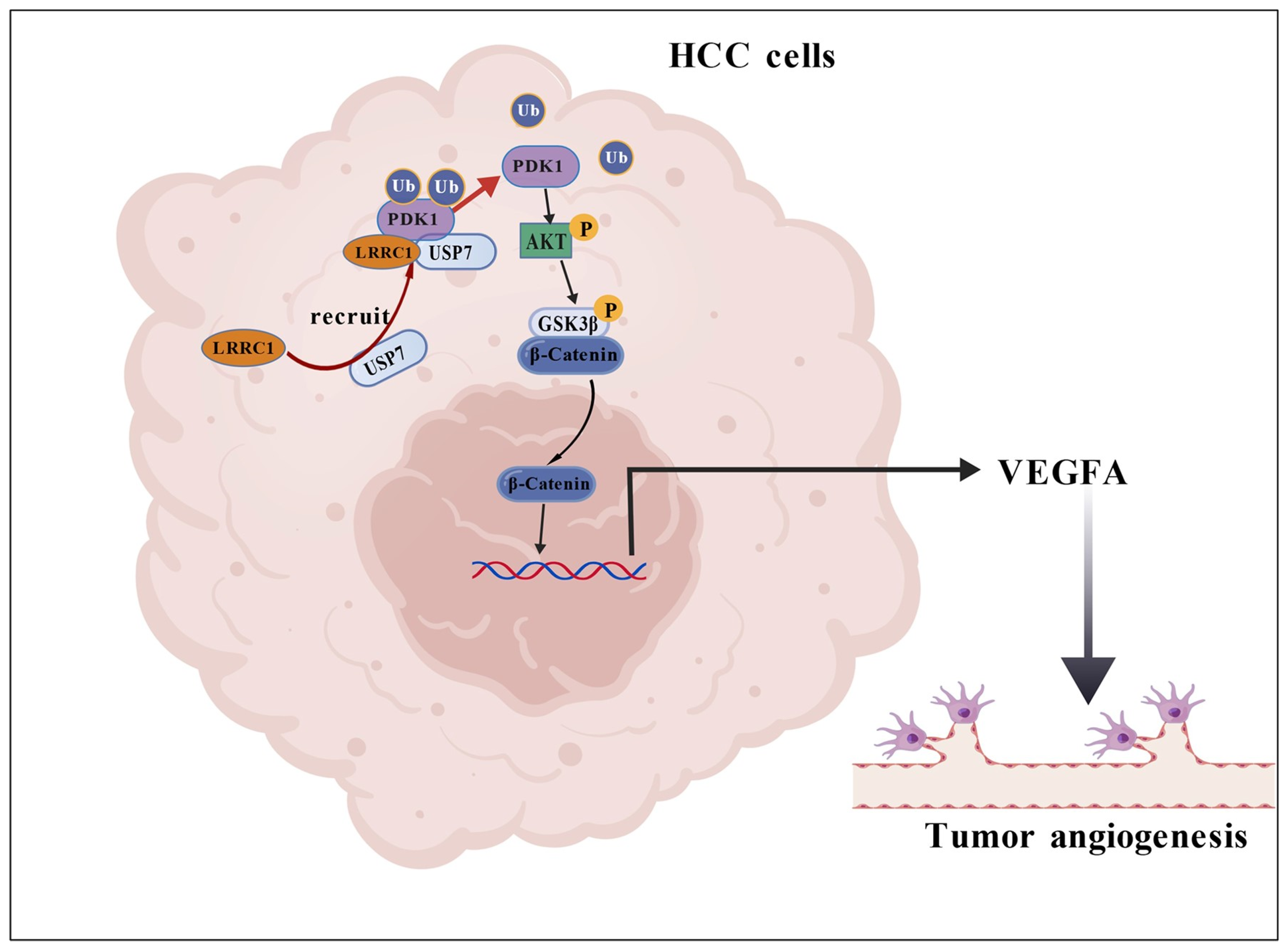 Cells 14 01919 g007 Cells 14 01919 g007
