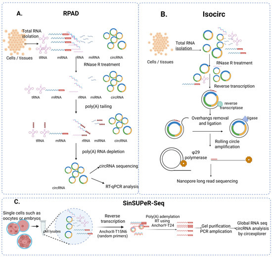 Wet Lab Techniques for the Functional Analysis of Circular RNA
