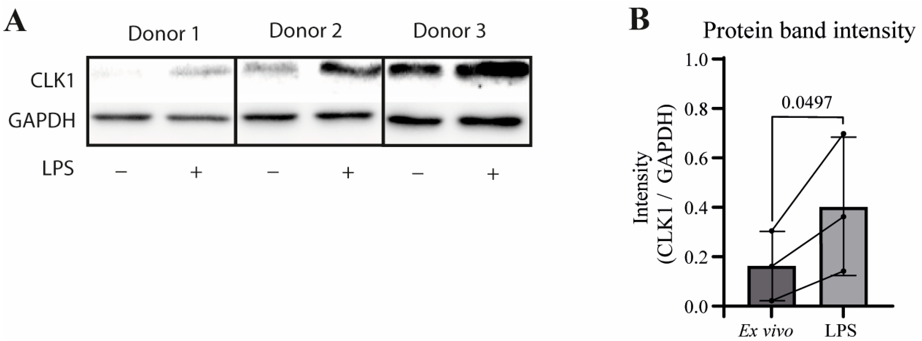 Cells 14 01925 g003 Cells 14 01925 g003