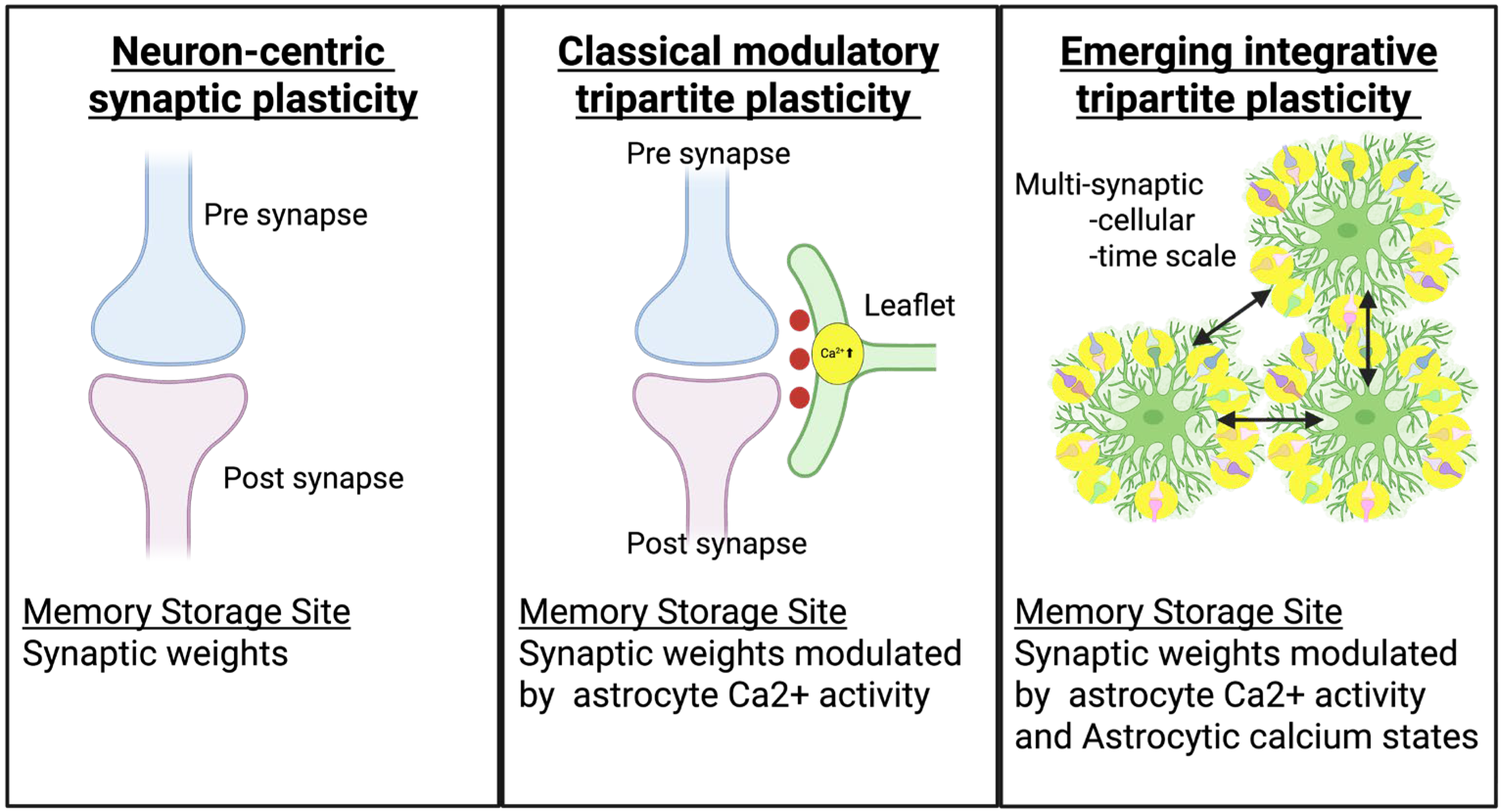 Cells 14 01936 g001 Cells 14 01936 g001