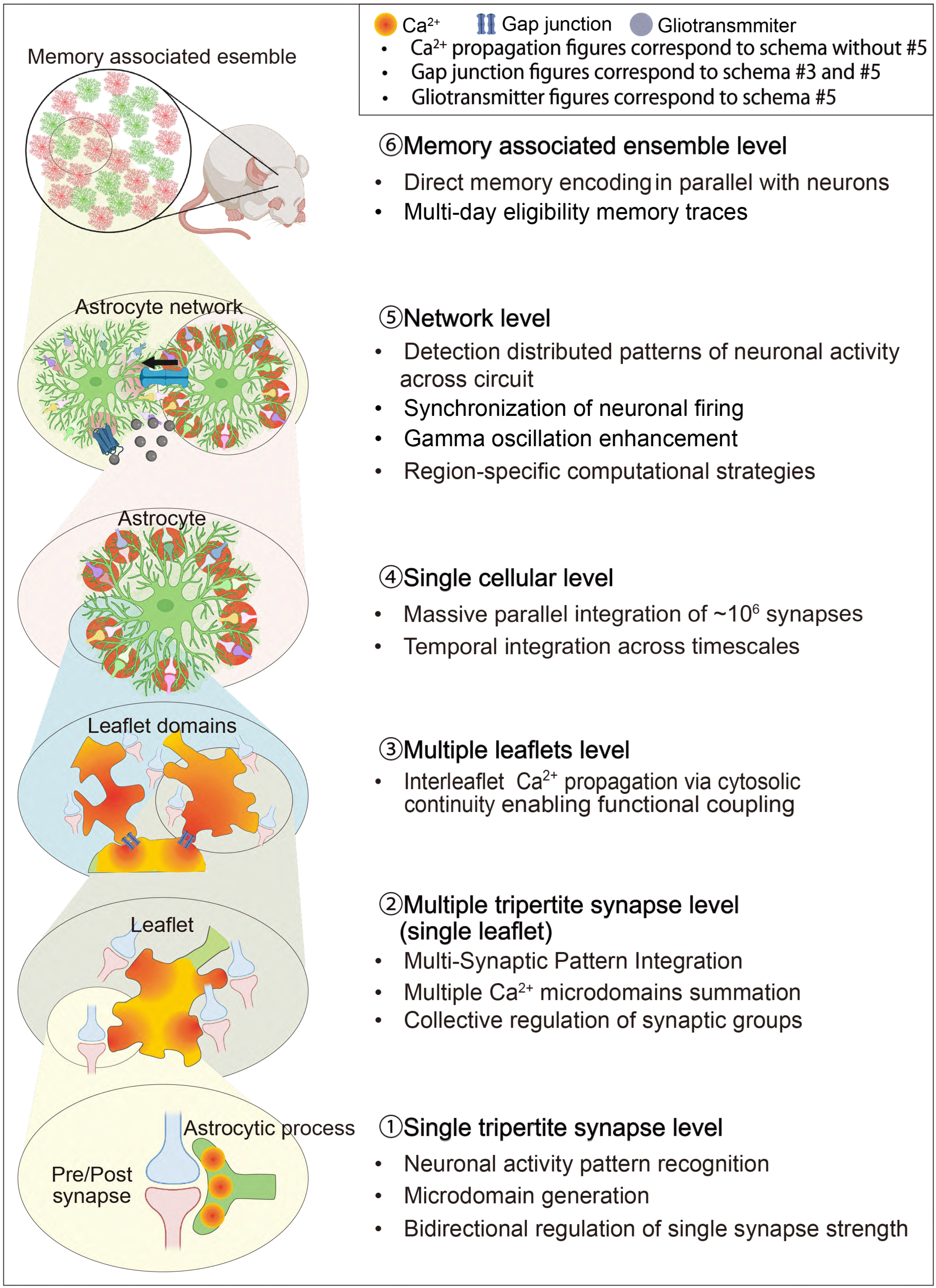 Cells 14 01936 g002 Cells 14 01936 g002