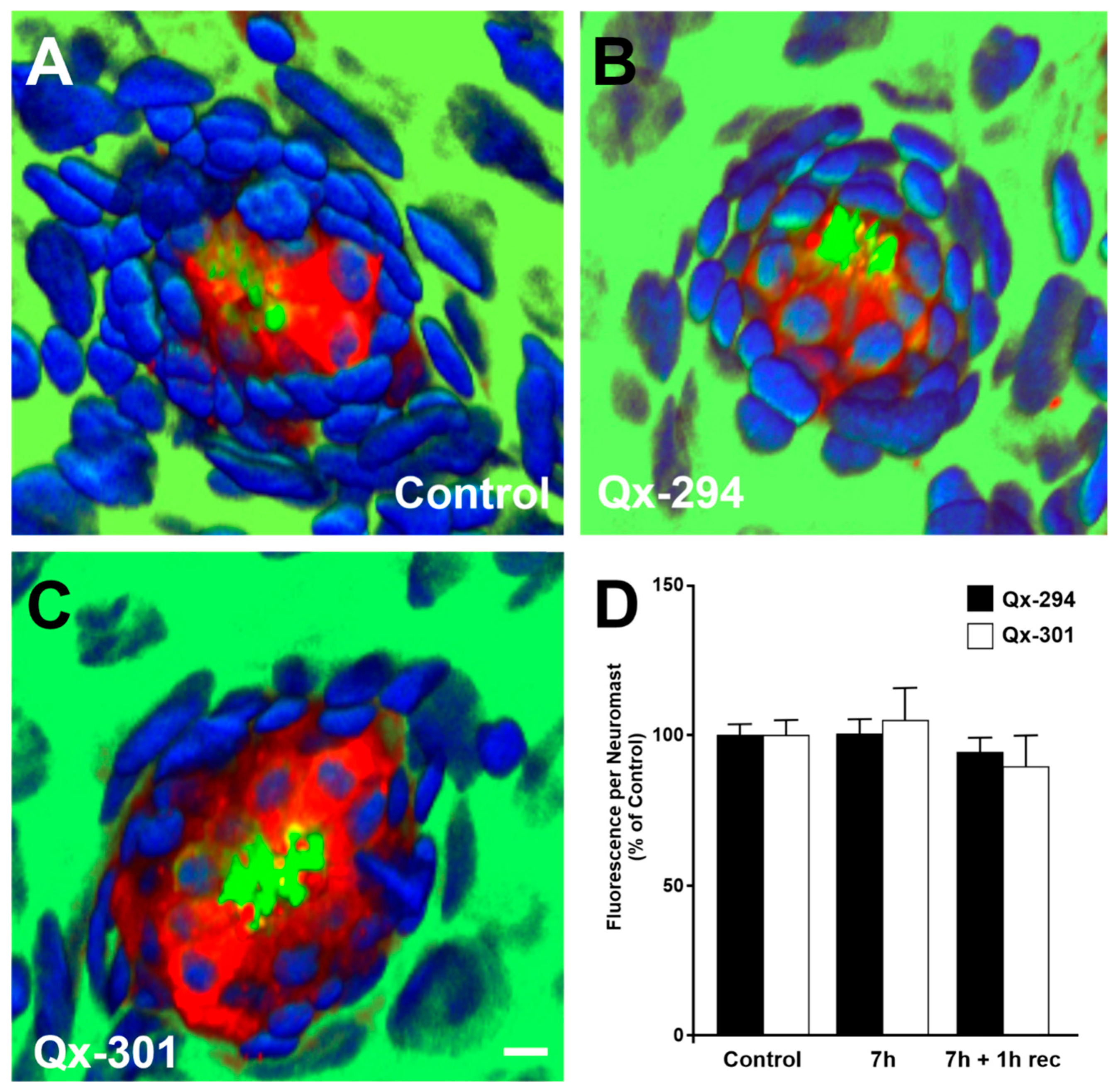 Cells 14 01946 g004 Cells 14 01946 g004