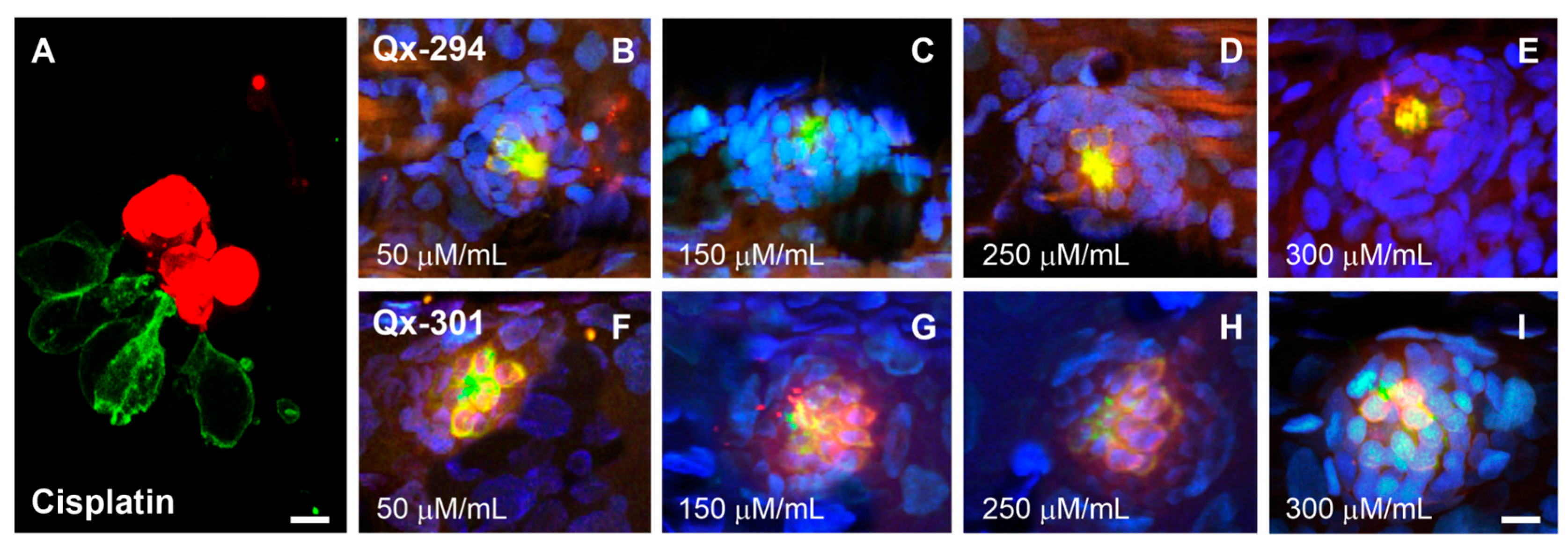 Cells 14 01946 g005 Cells 14 01946 g005
