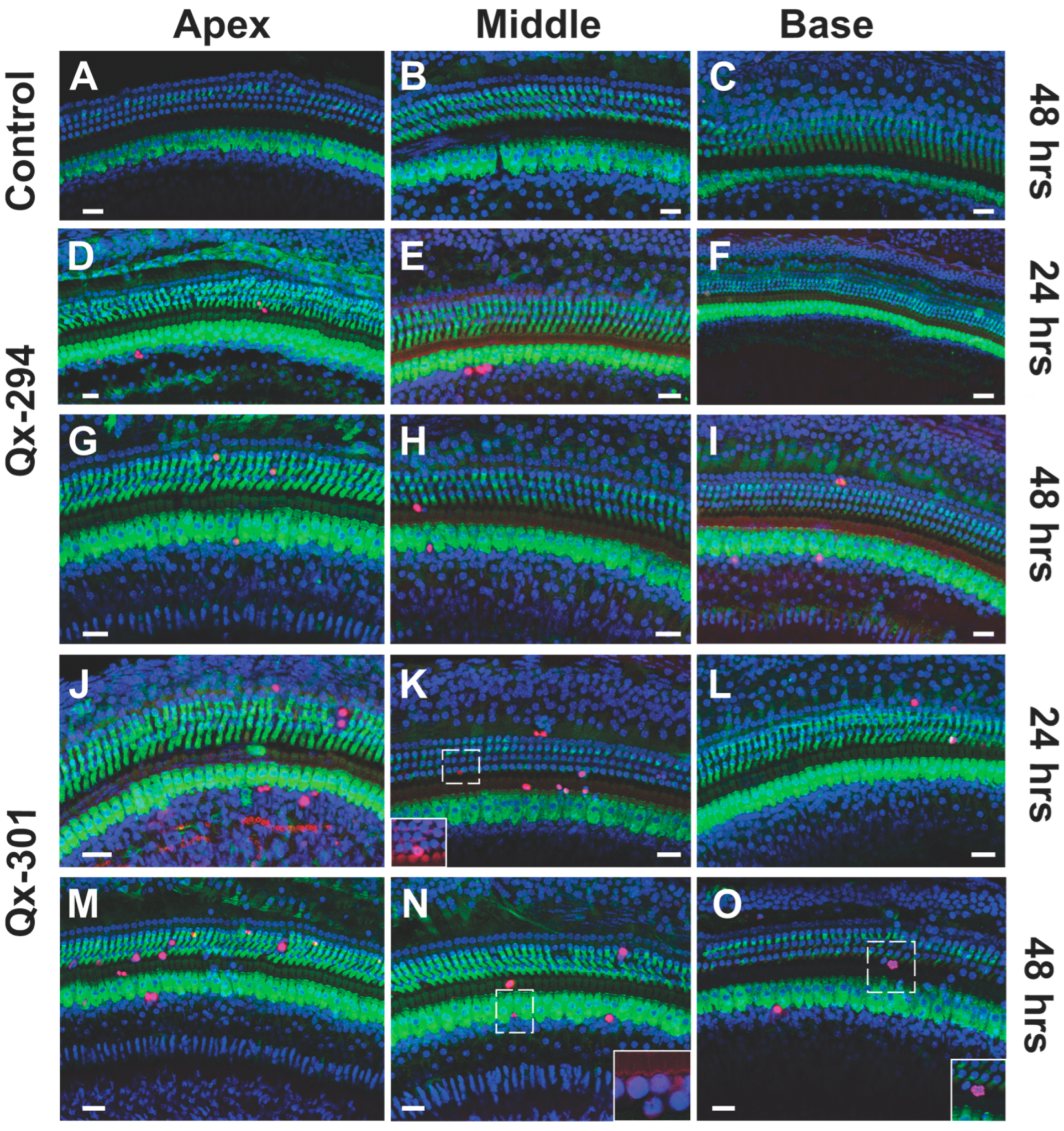 Cells 14 01946 g008 Cells 14 01946 g008