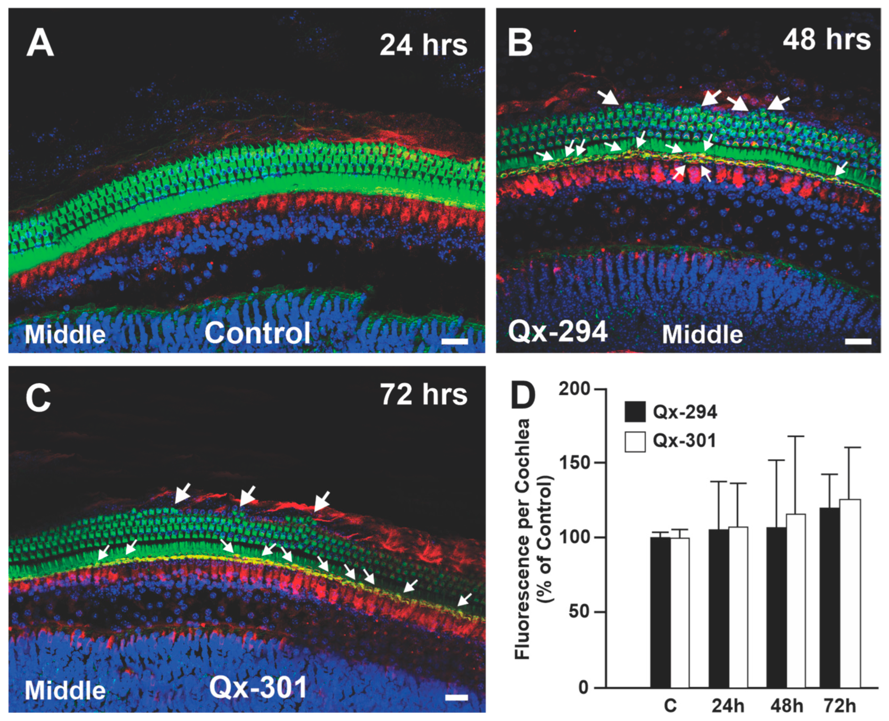 Cells 14 01946 g010 Cells 14 01946 g010