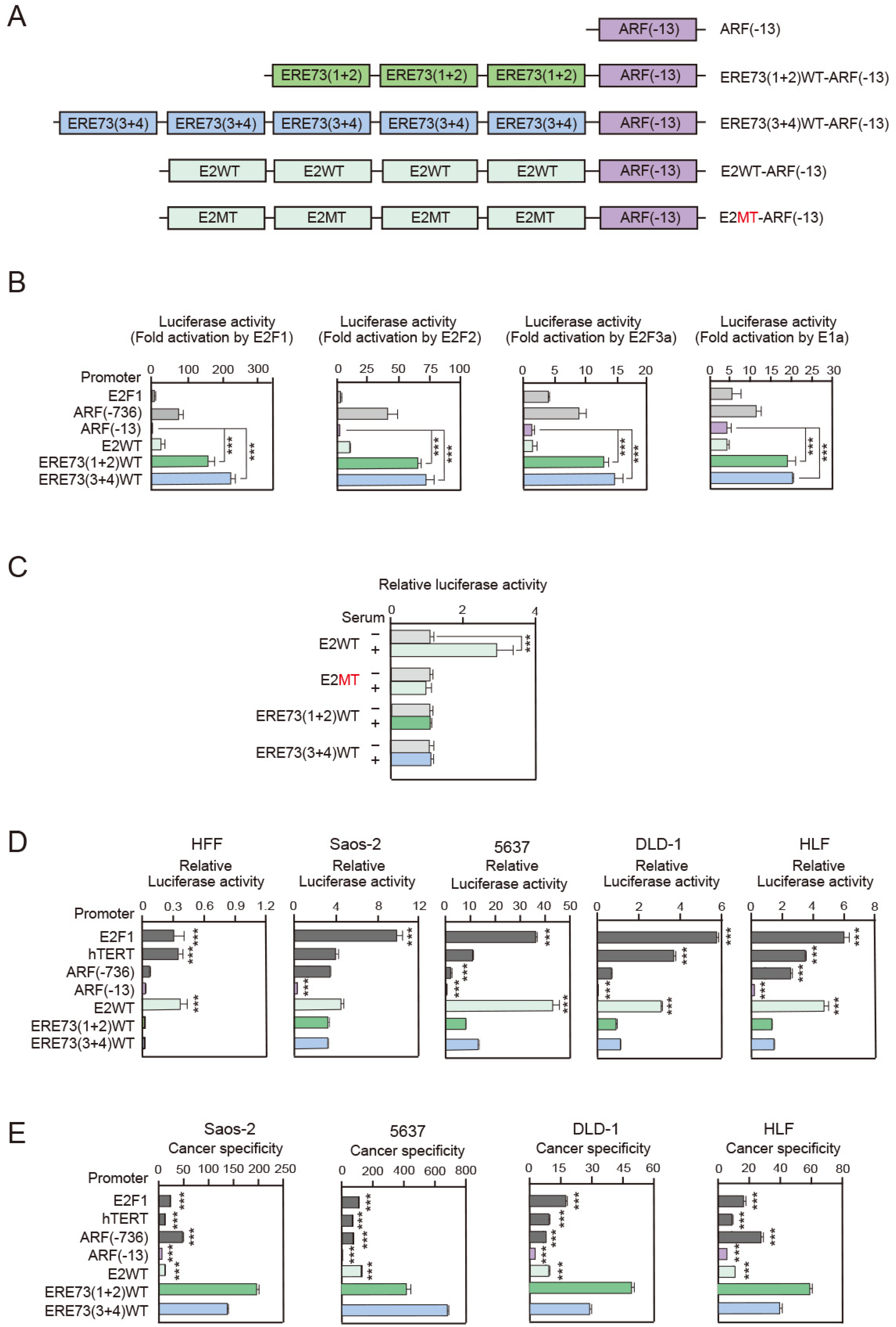 Cells 14 01953 g001 Cells 14 01953 g001