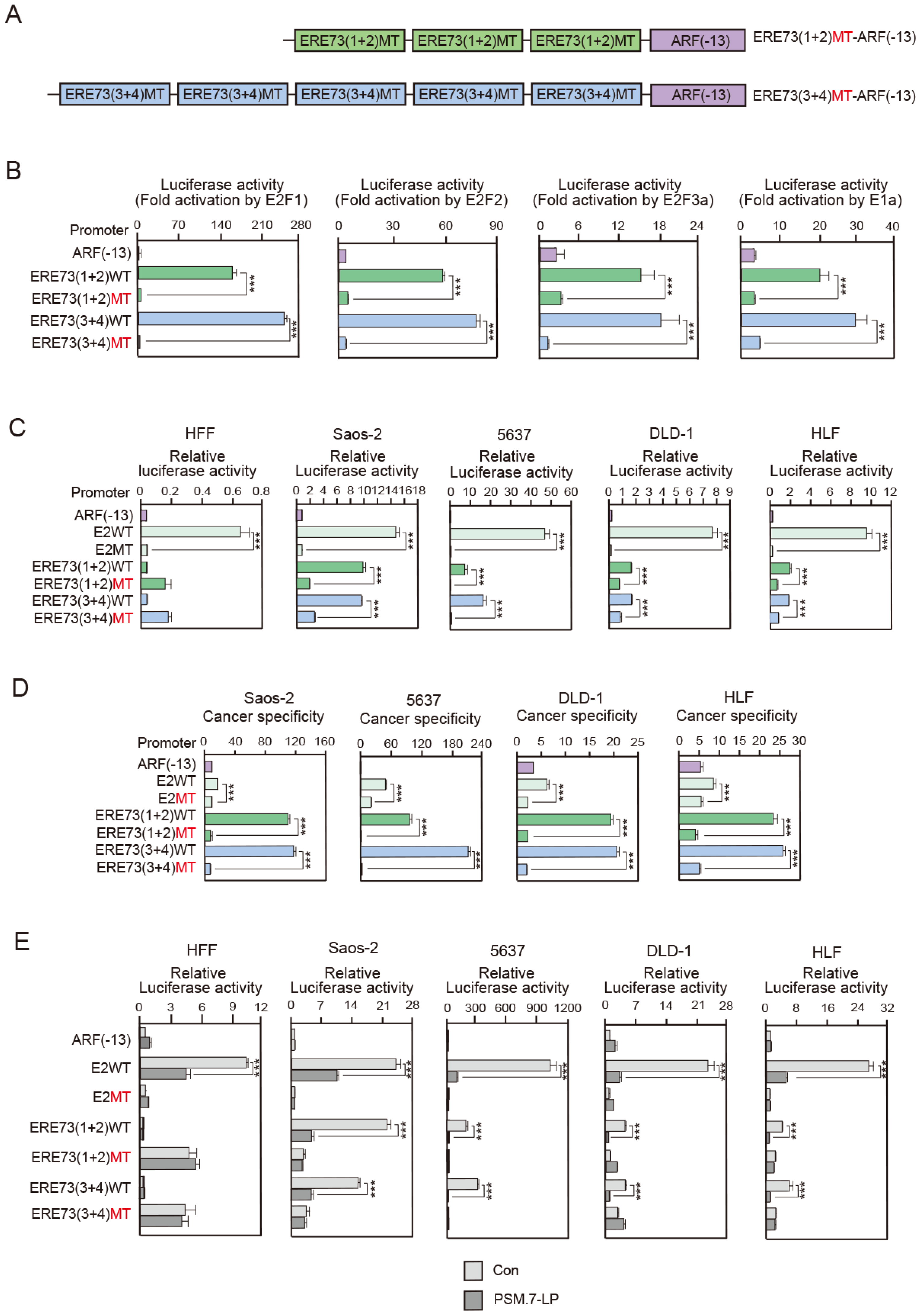 Cells 14 01953 g002 Cells 14 01953 g002