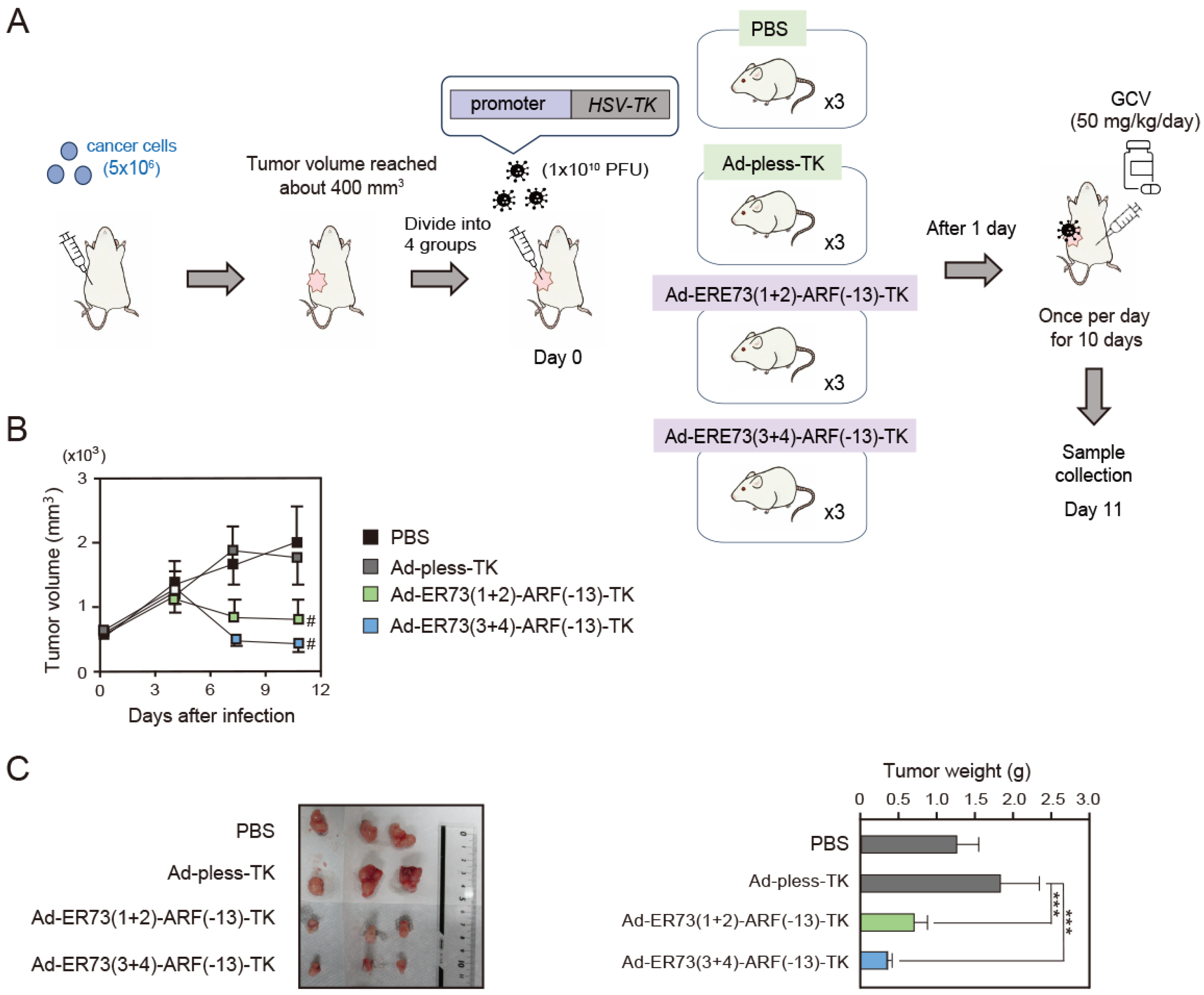 Cells 14 01953 g004 Cells 14 01953 g004