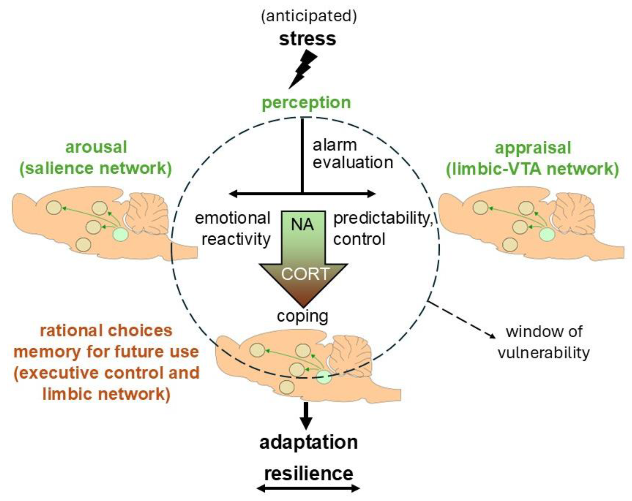 Cells 14 01957 g004 Cells 14 01957 g004