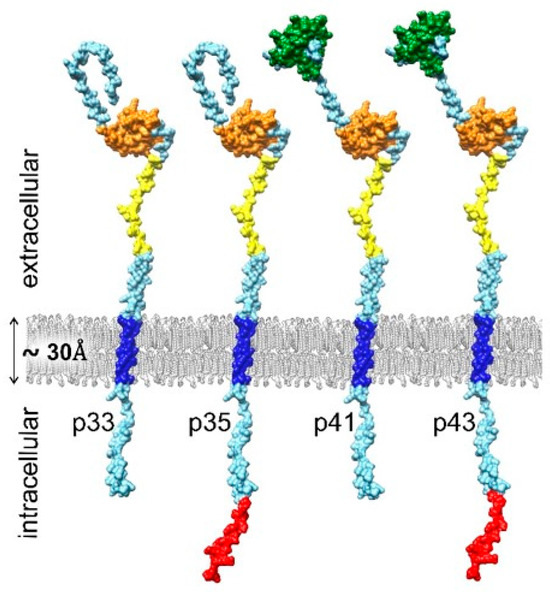Cd74 Rho CD74 and Proteases: Impact of Location on Immune and Cellular Functions