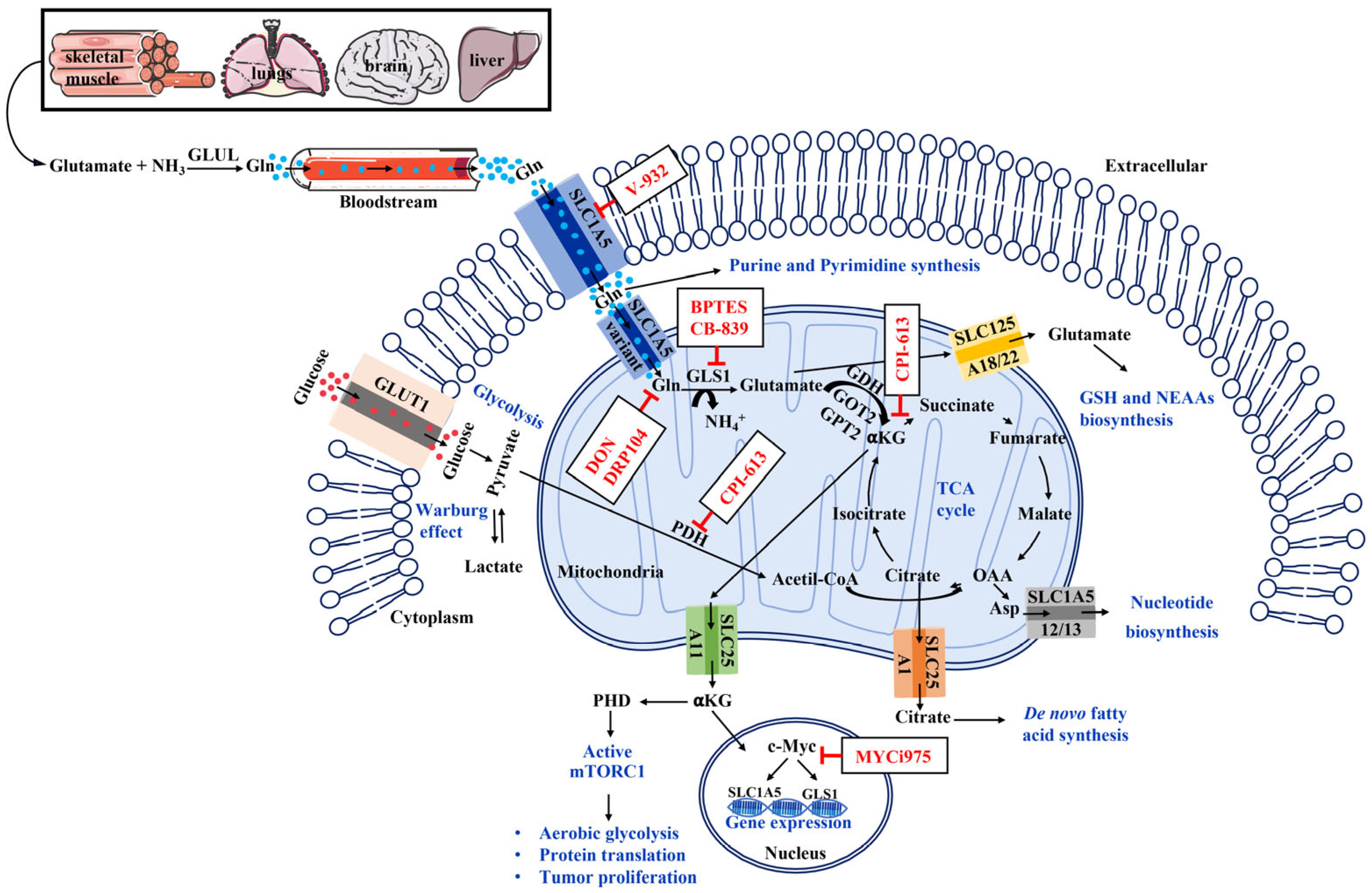 Cells 14 01962 g001 Cells 14 01962 g001