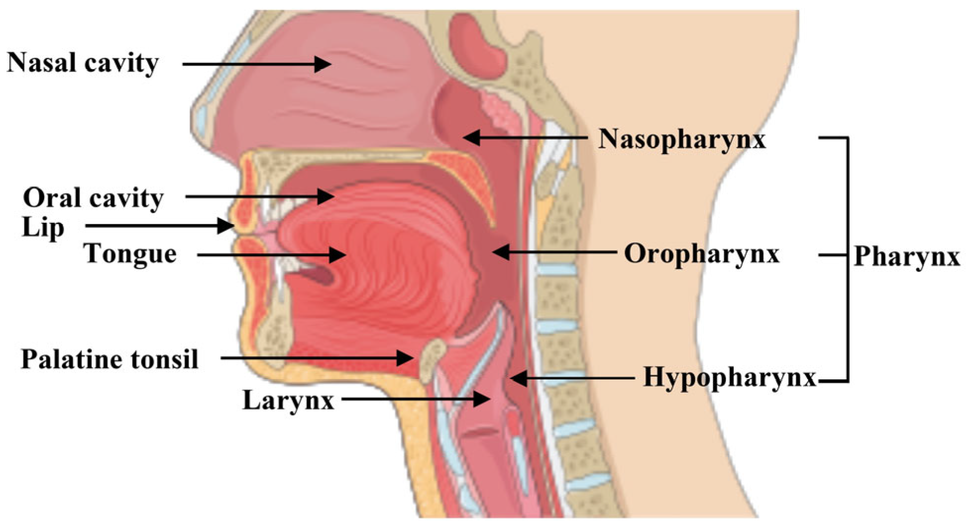 Cells 14 01962 g002 Cells 14 01962 g002