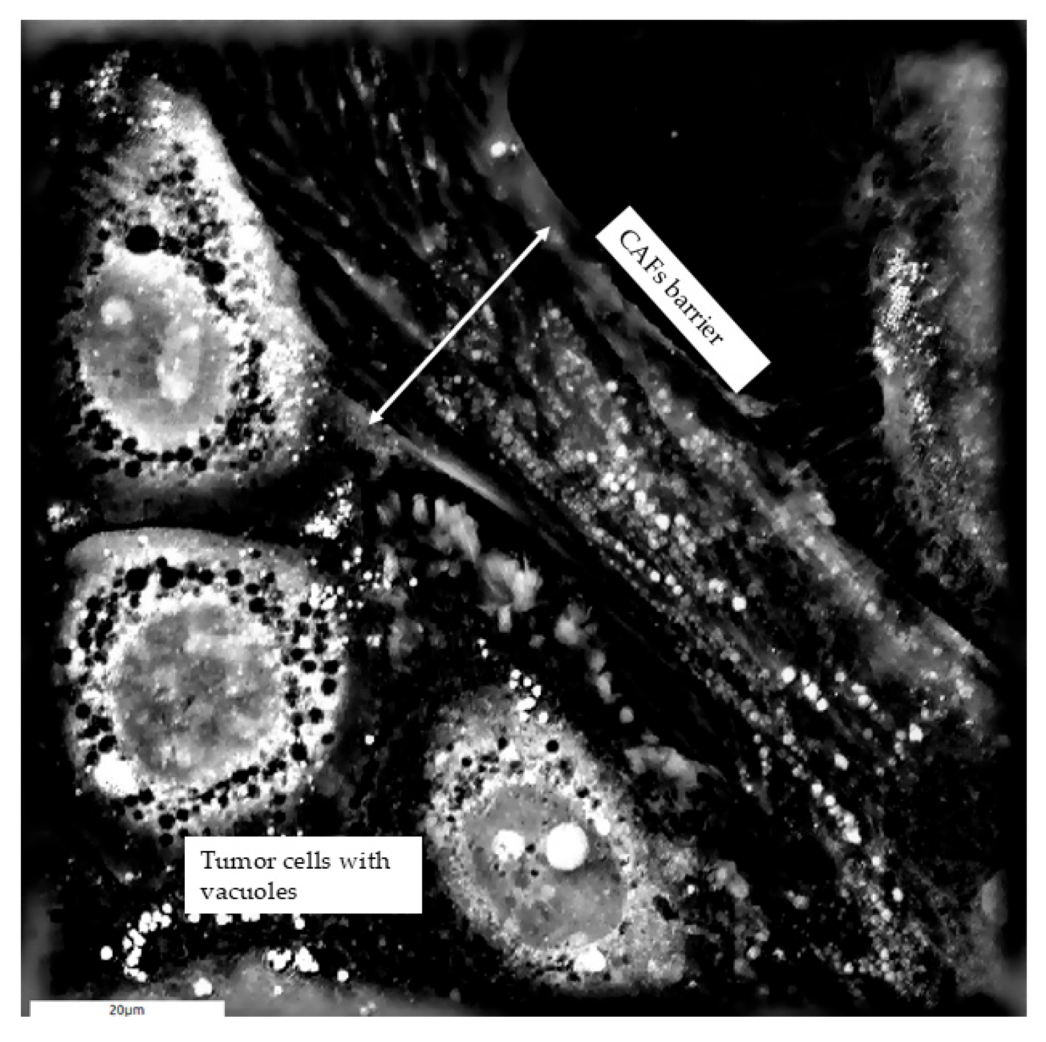Cells 14 01978 g002