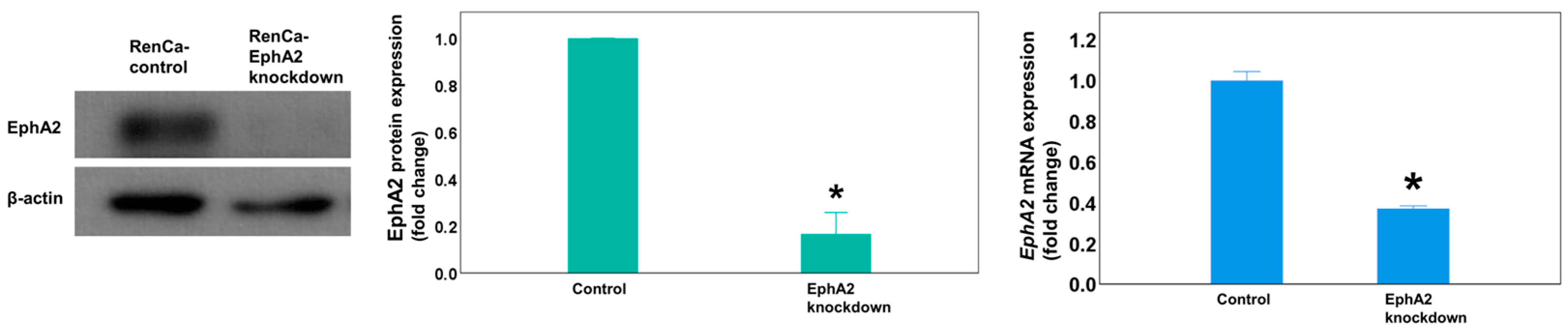 Cells 14 01981 g001 Cells 14 01981 g001