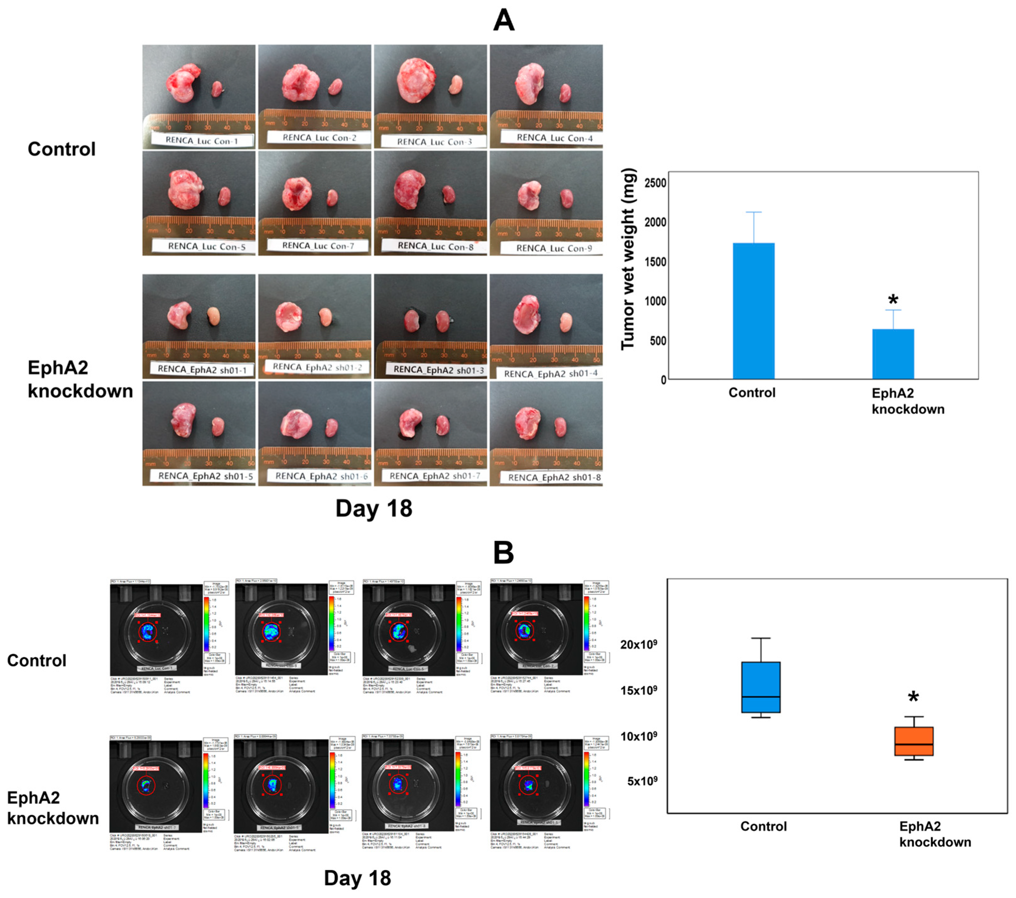 Cells 14 01981 g003 Cells 14 01981 g003