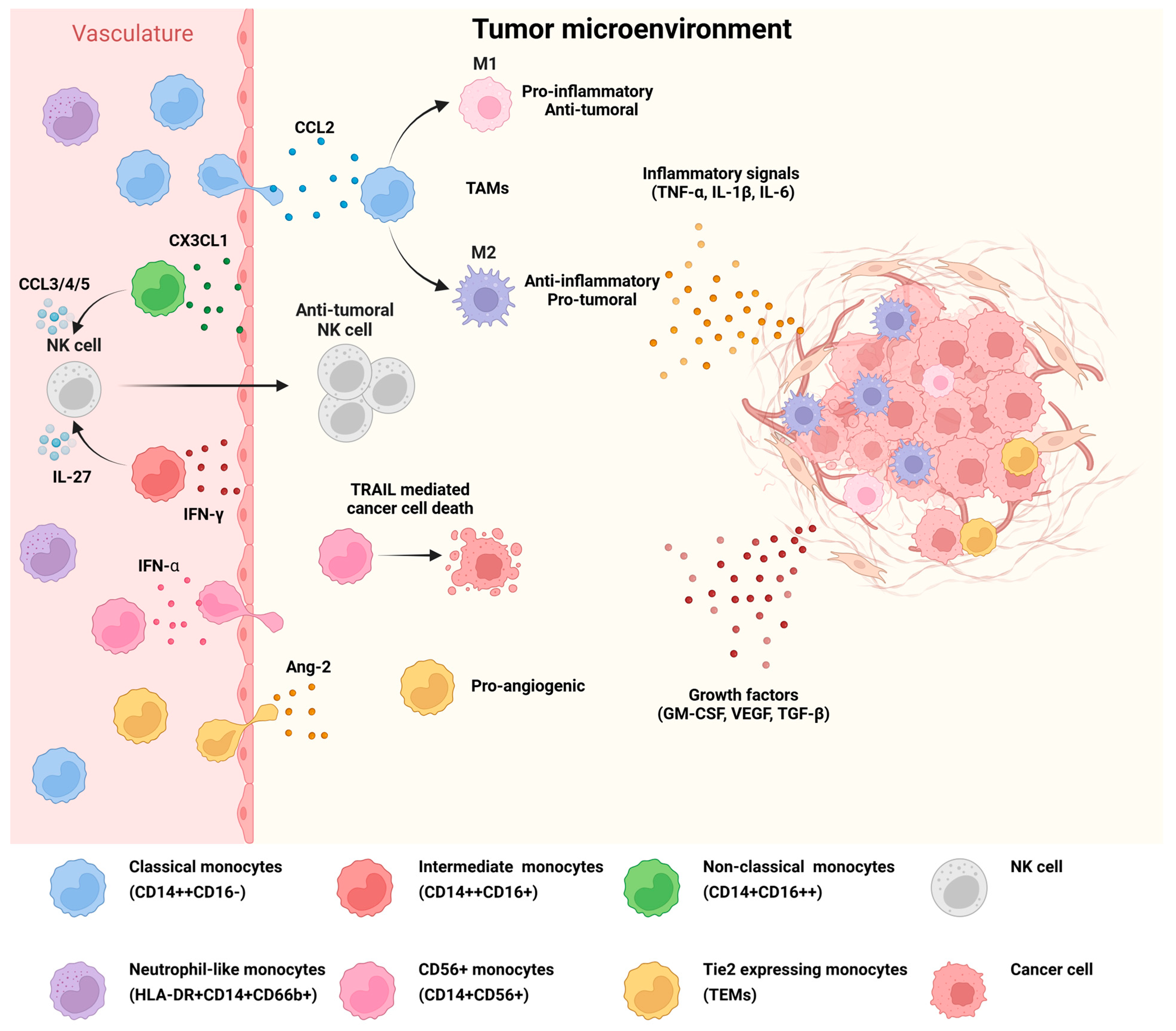 Cells 14 01982 g002 Cells 14 01982 g002