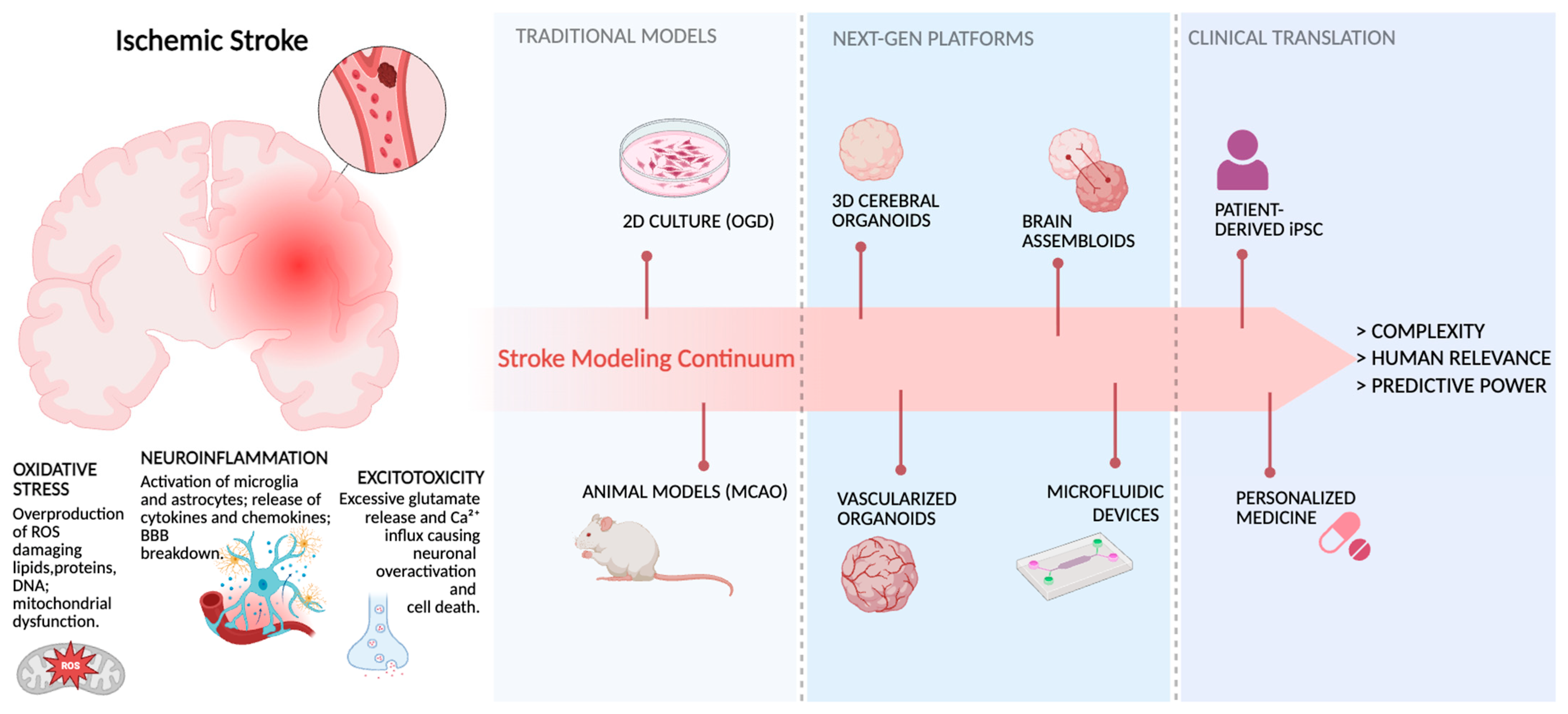 Cells 14 01986 g001 Cells 14 01986 g001