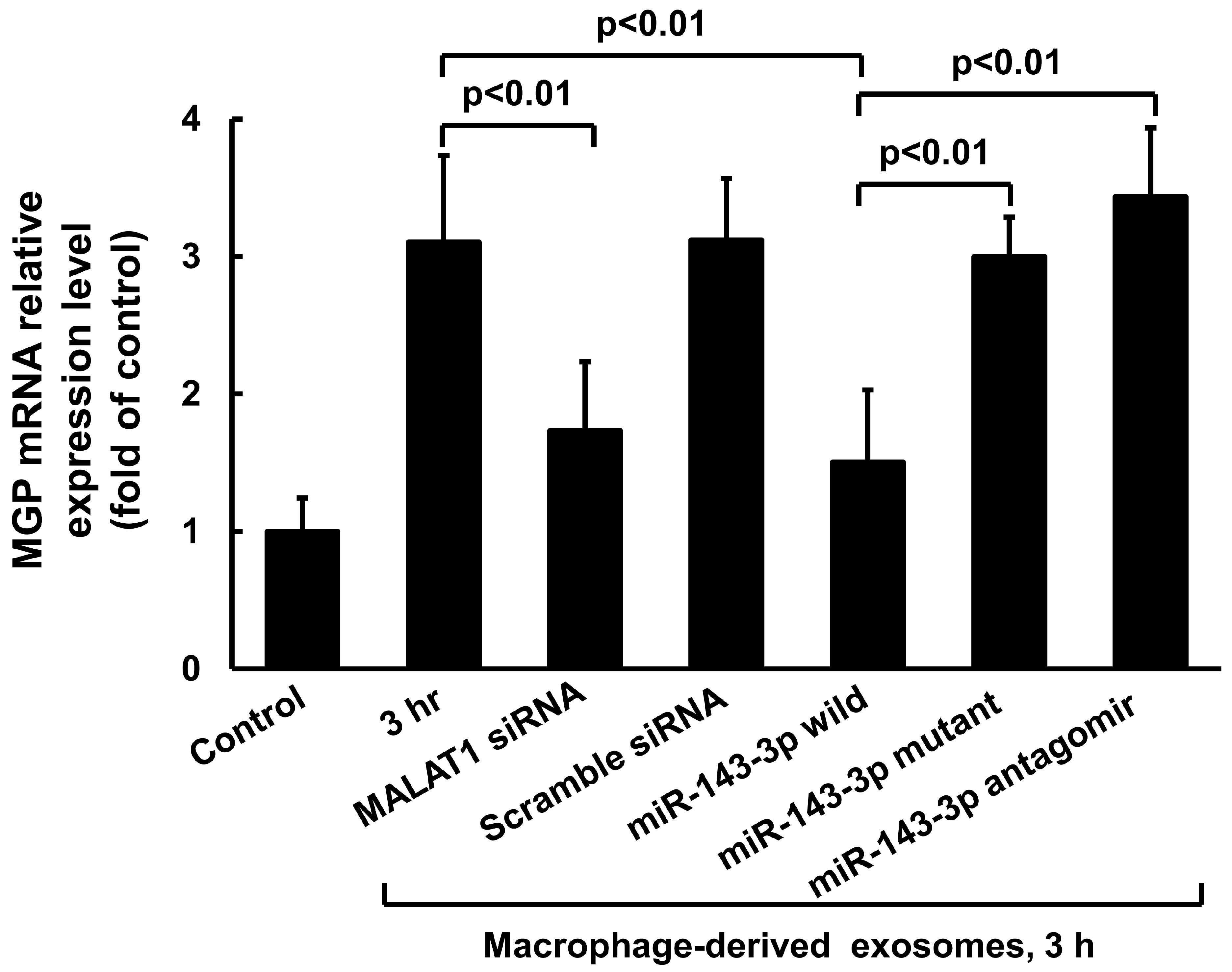 Cells 14 01995 g003 Cells 14 01995 g003