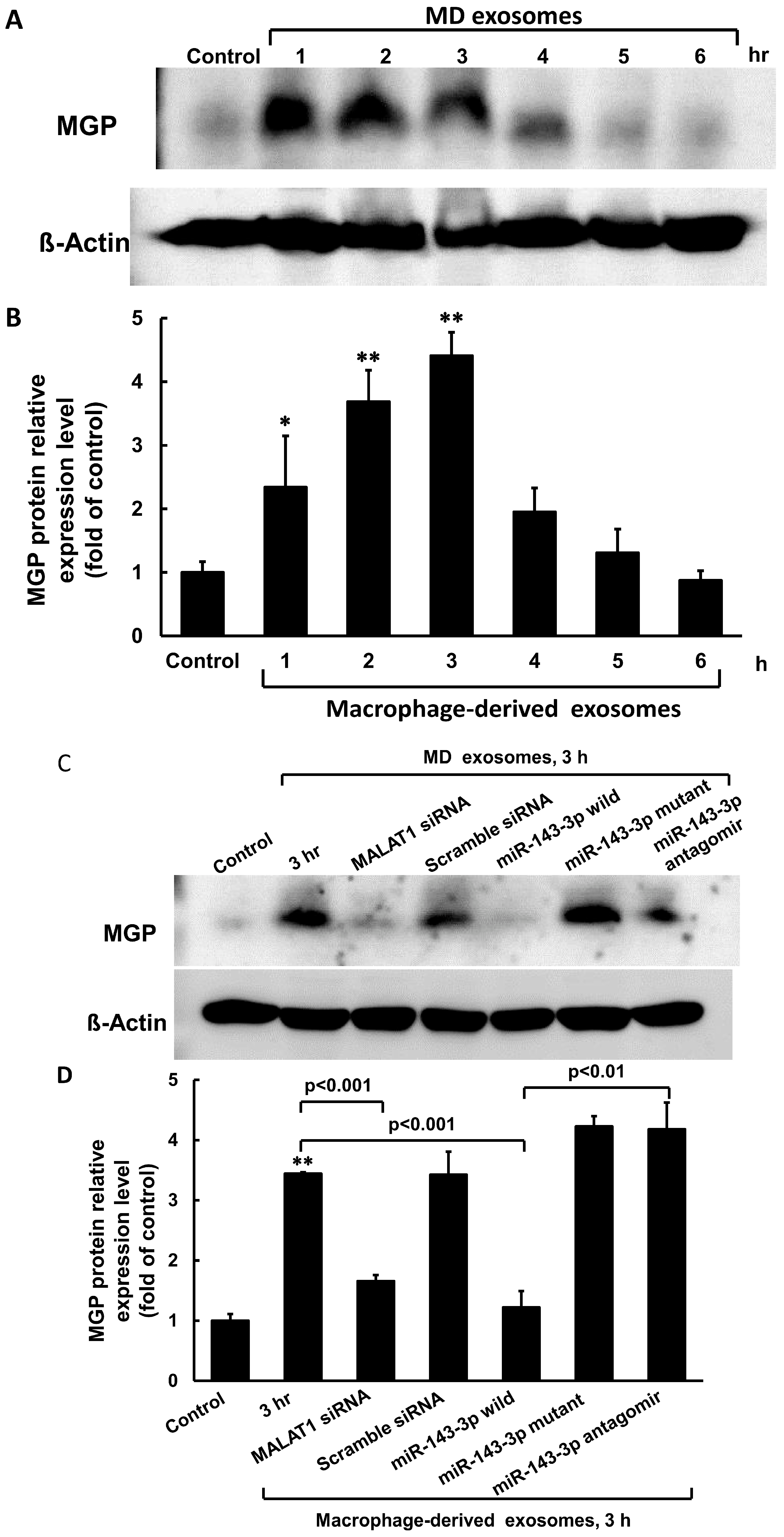 Cells 14 01995 g004 Cells 14 01995 g004