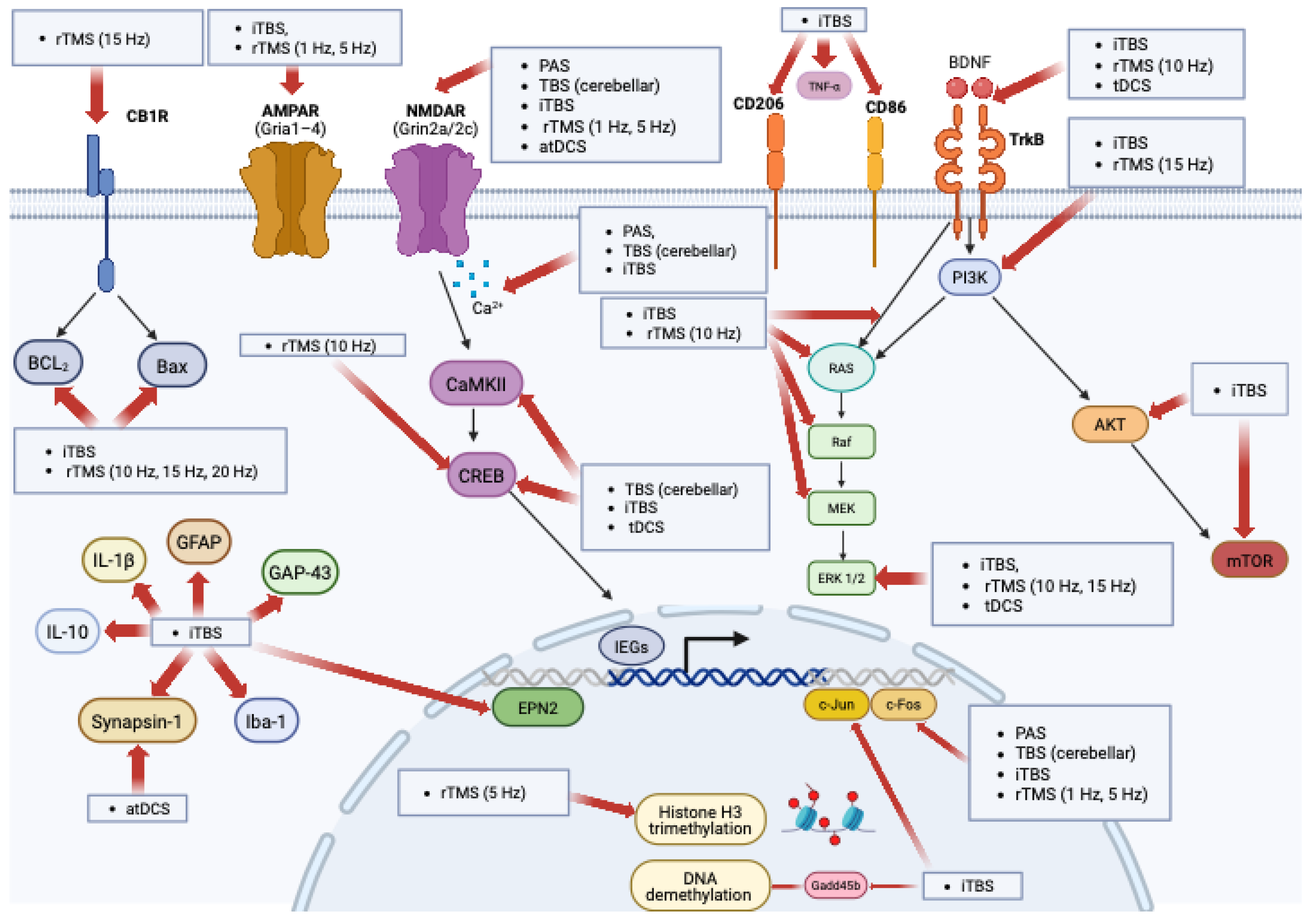 Cells 14 01996 g002 Cells 14 01996 g002