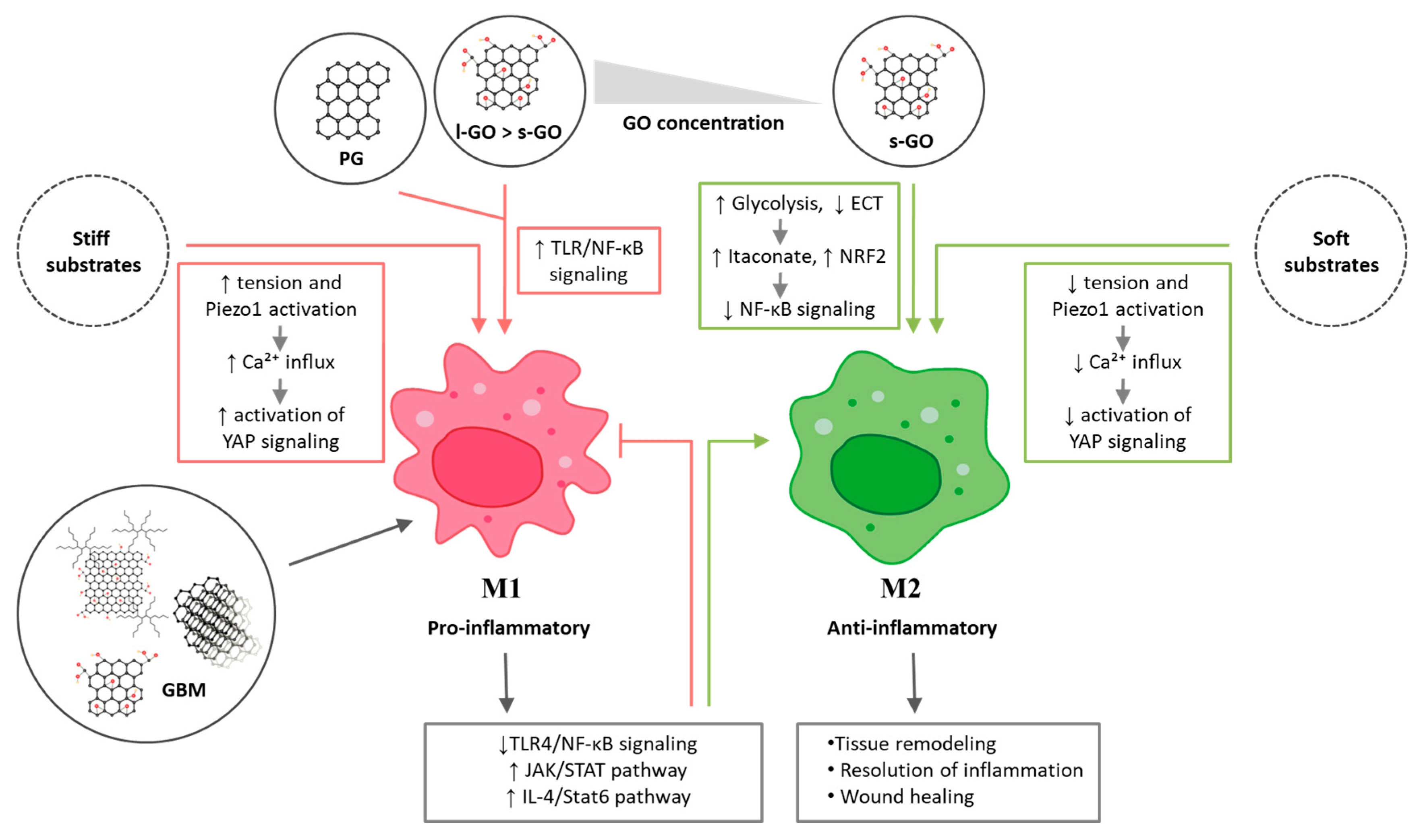 Cells 14 02001 g007 Cells 14 02001 g007