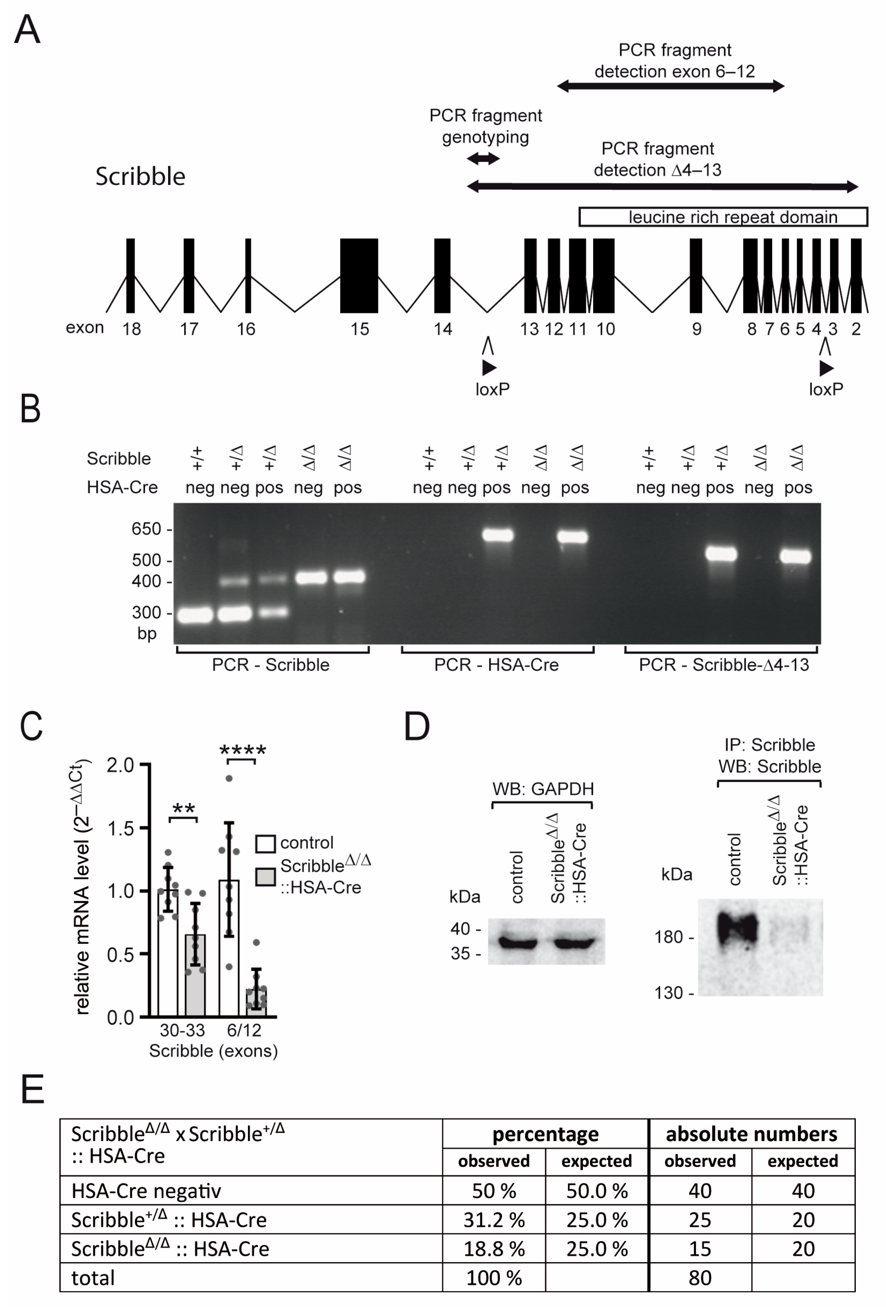 Cells 14 02005 g001 Cells 14 02005 g001