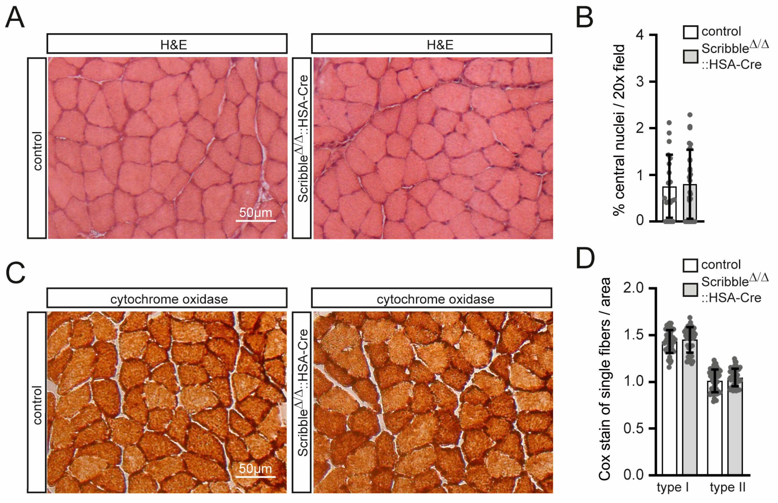 Cells 14 02005 g004 Cells 14 02005 g004