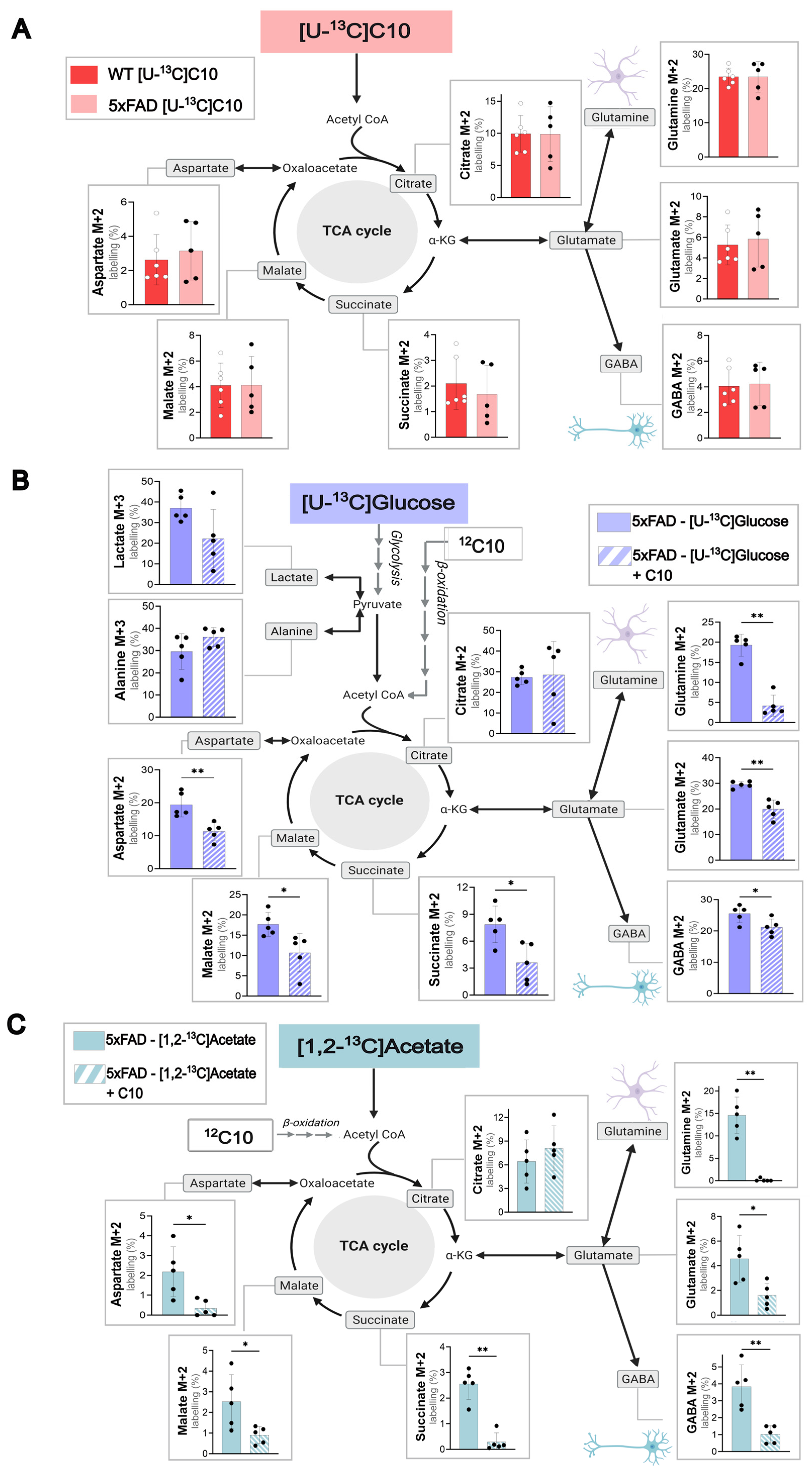 Cells 14 02007 g002 Cells 14 02007 g002
