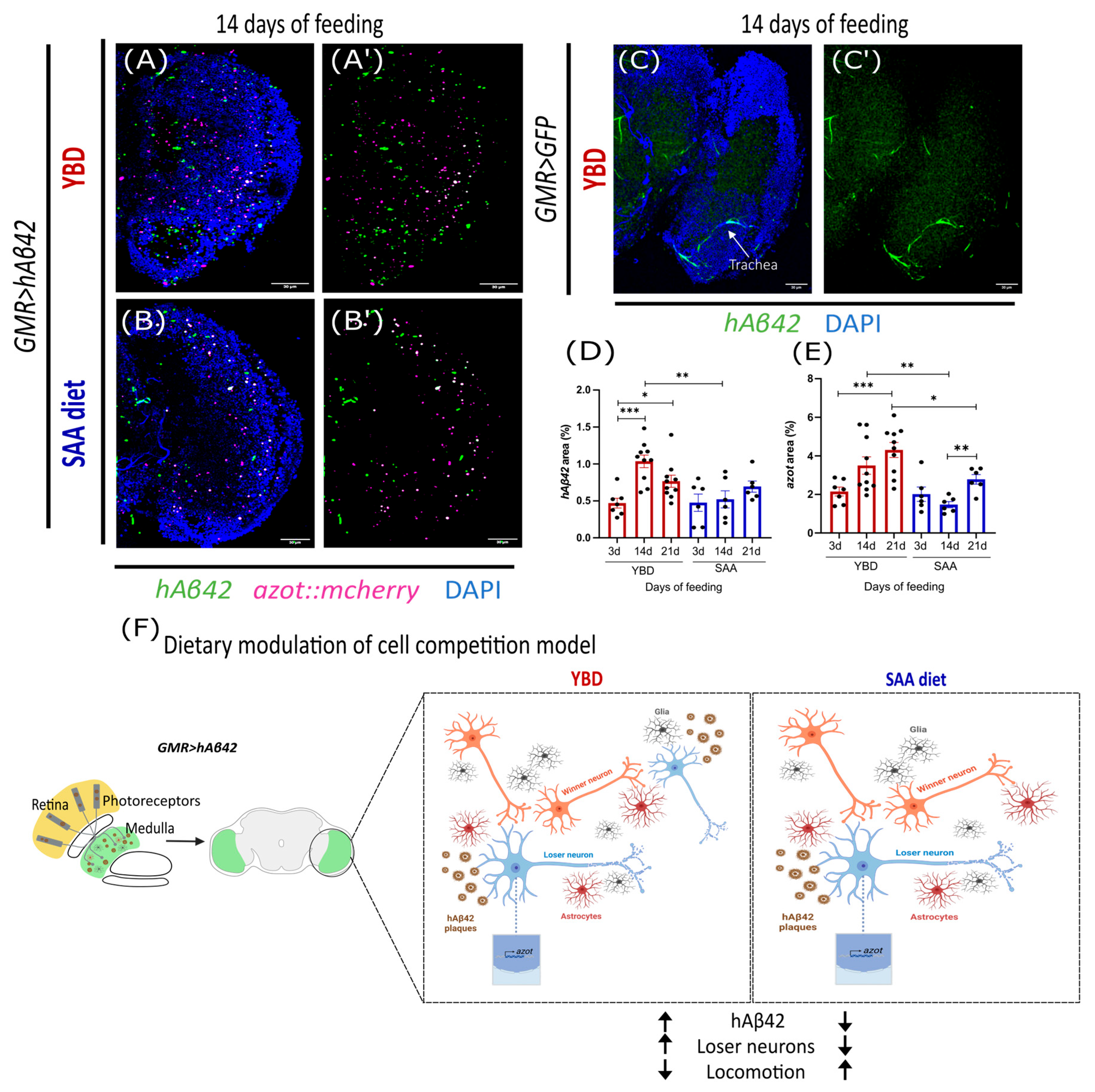 Cells 14 02011 g002 Cells 14 02011 g002