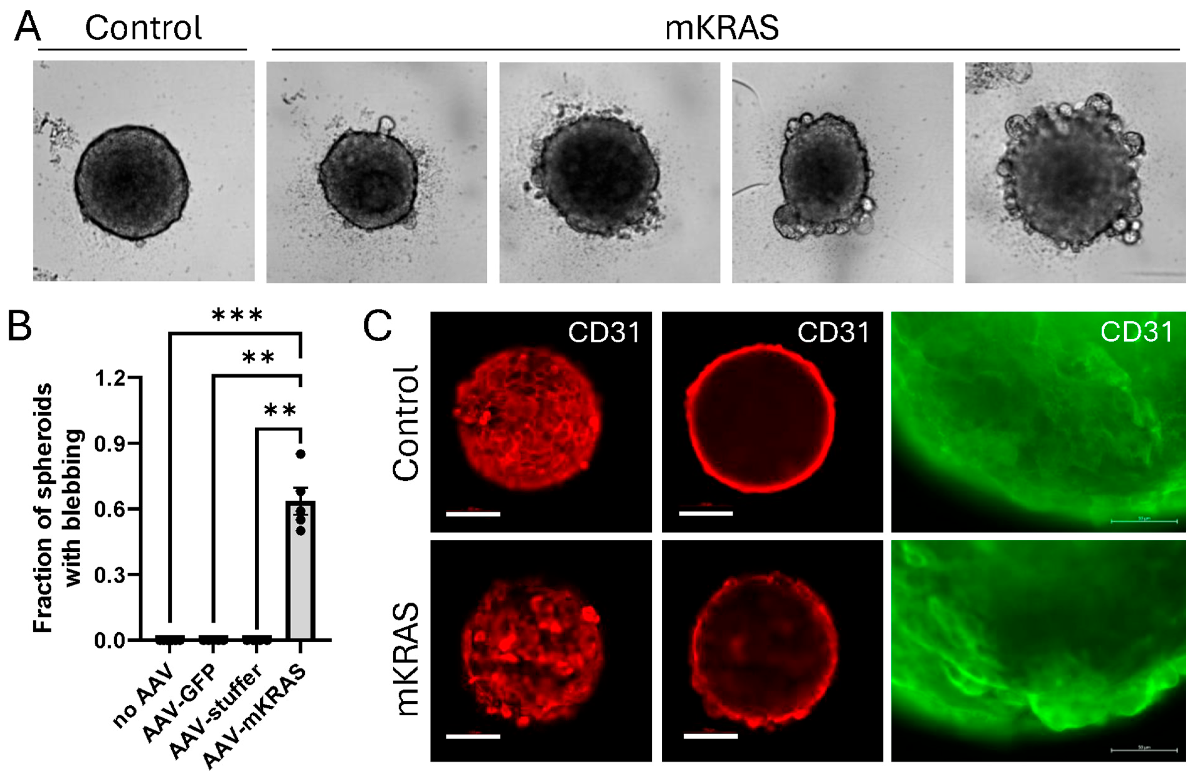 Cells 15 00022 g003 Cells 15 00022 g003