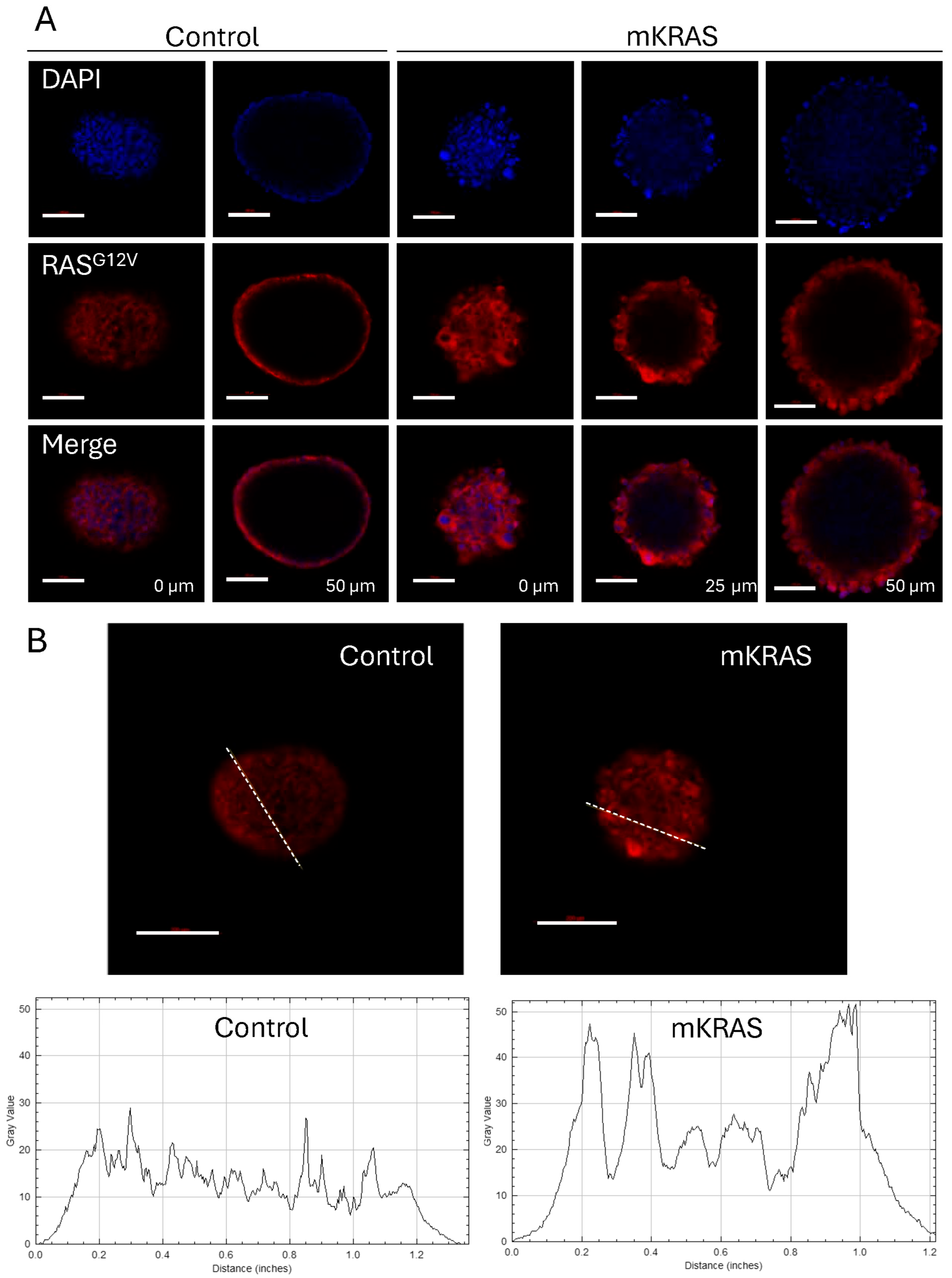 Cells 15 00022 g004 Cells 15 00022 g004