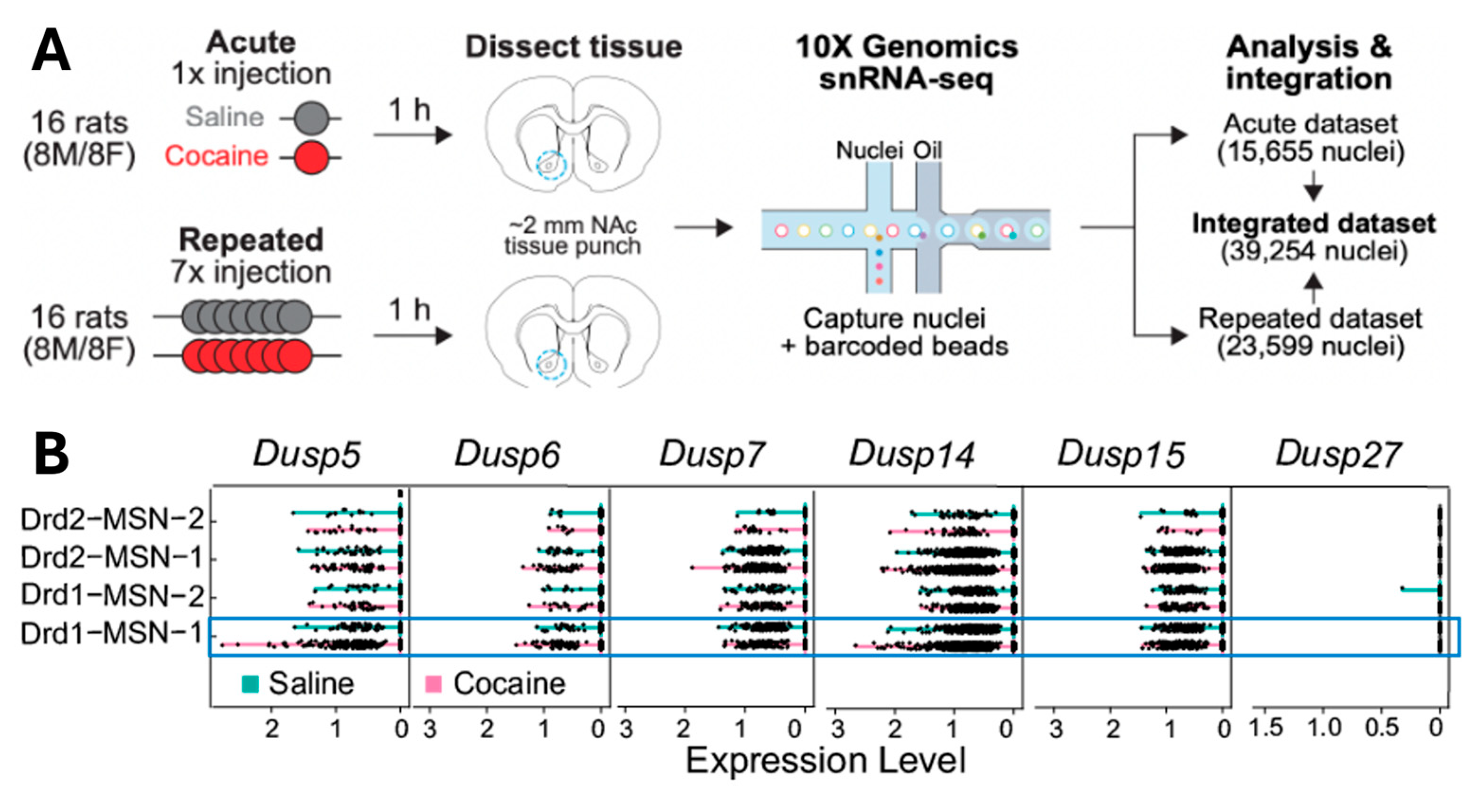Cells 15 00032 g001 Cells 15 00032 g001
