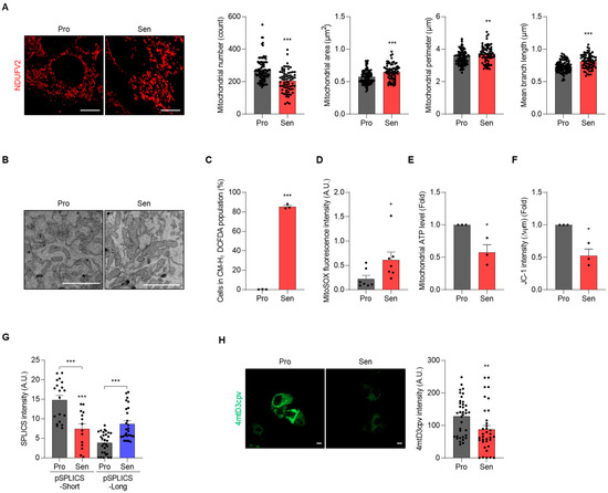 AUF1 Restrains Hepatocyte Senescence by Maintaining Mitochondrial ...